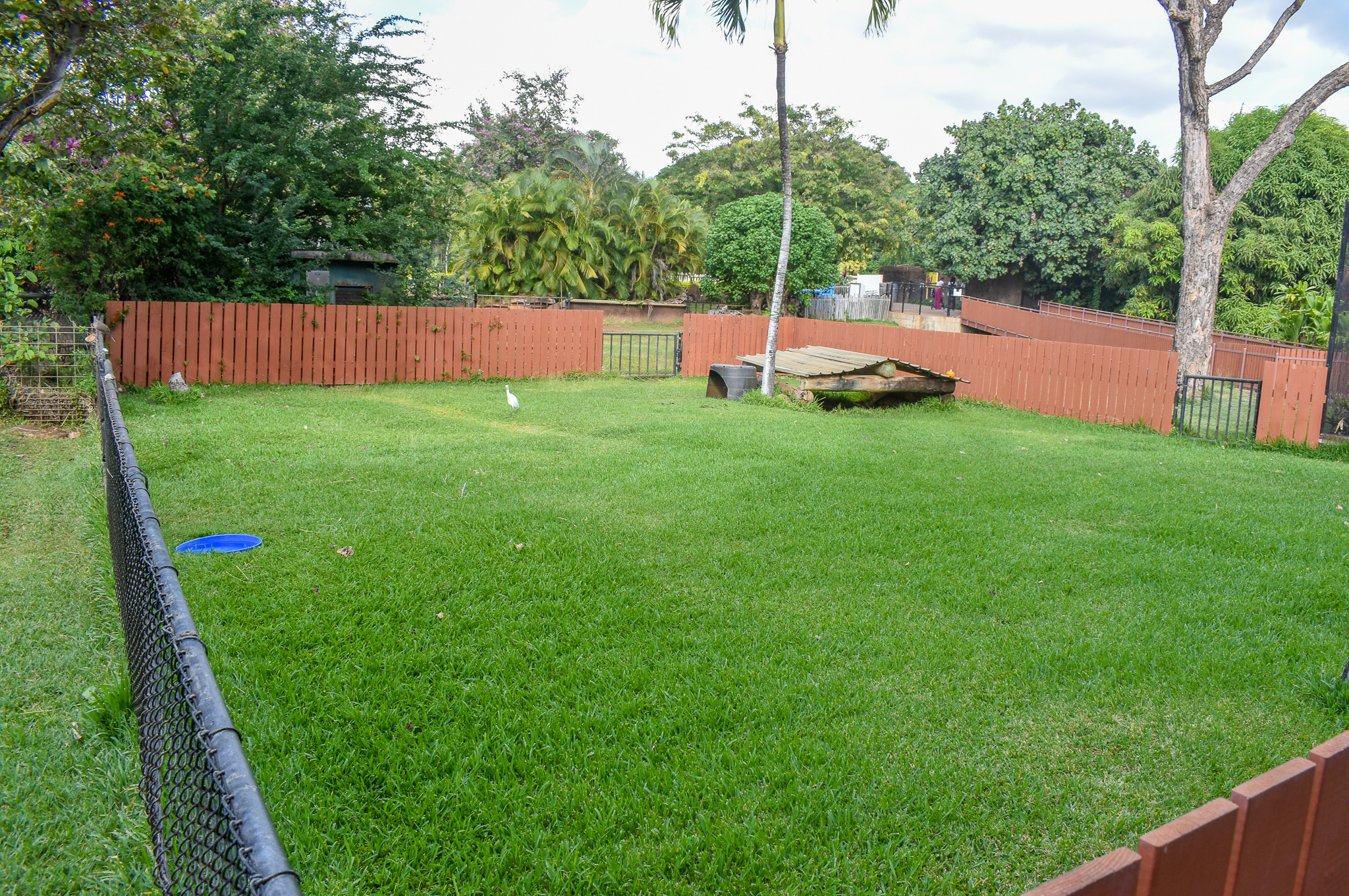 Ploughshare Tortoise enclosure