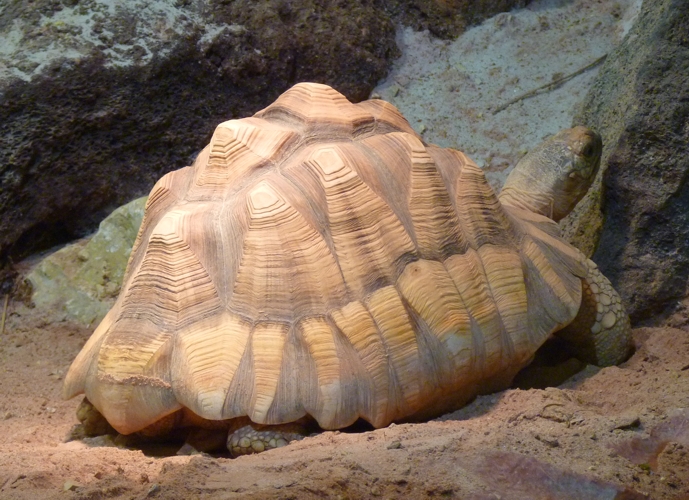 Ploughshare tortoise (Geochelone yniphora)