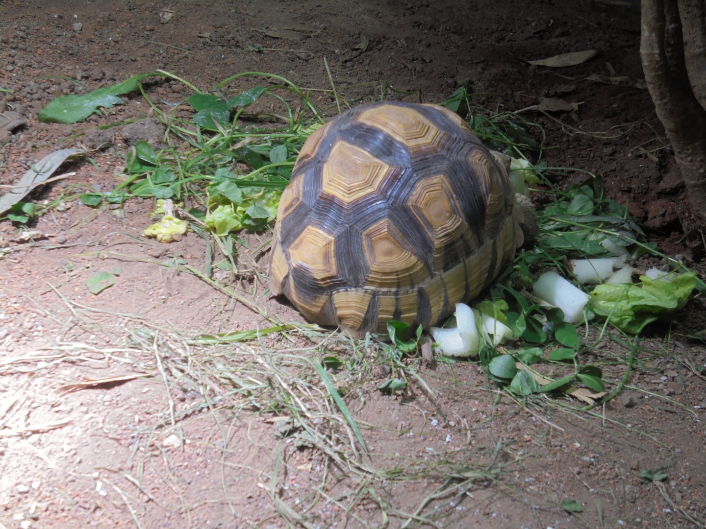 Ploughshare tortoise in Dragons in Danger