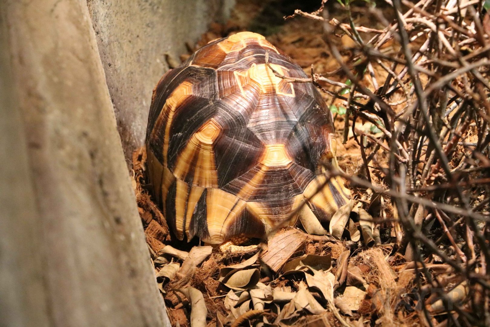 Ploughshare tortoise, July 2016