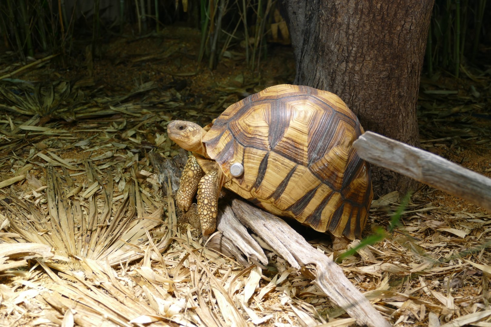 Ploughshare tortoise, June 2018