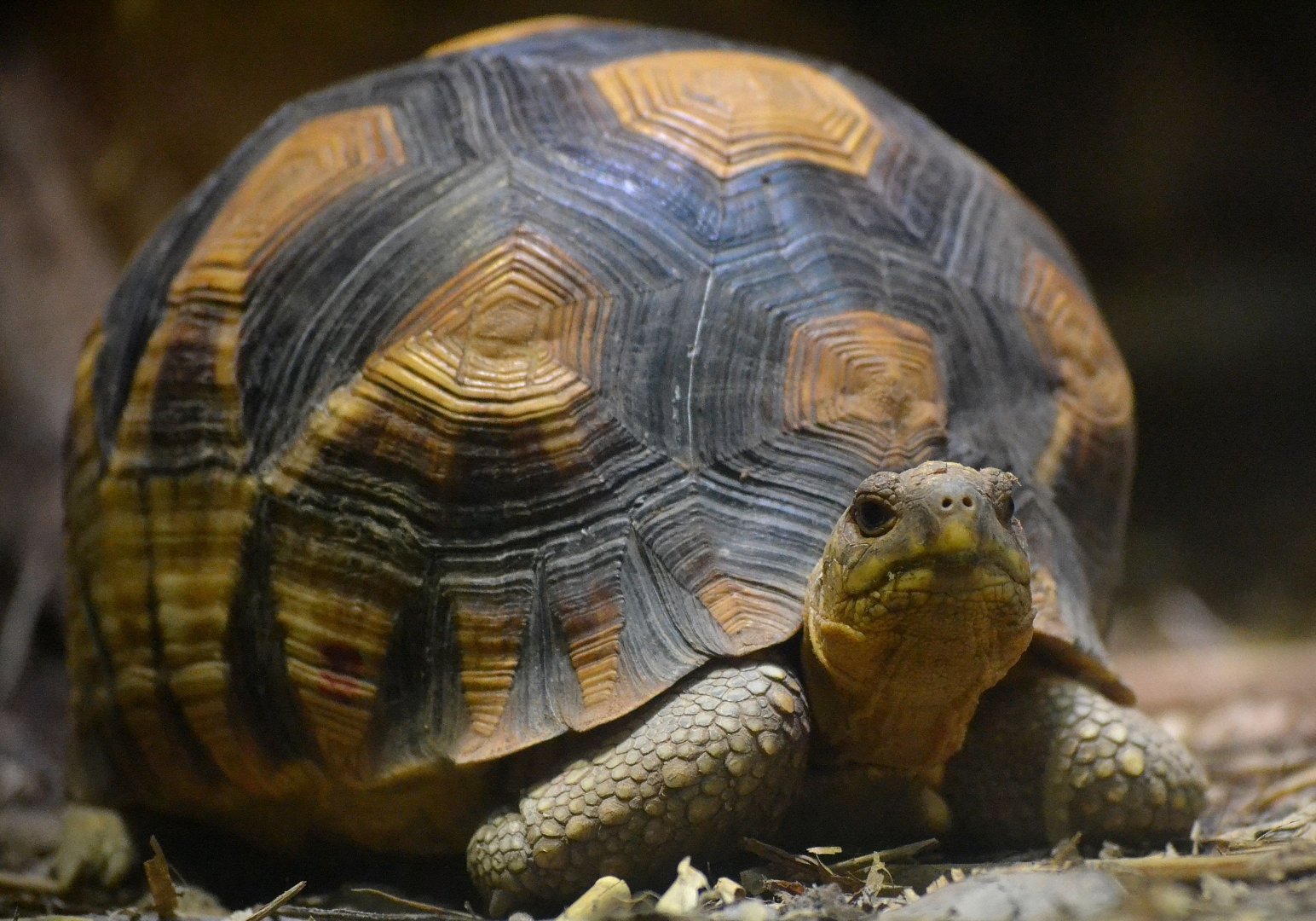 Ploughshare Tortoise - September 2017