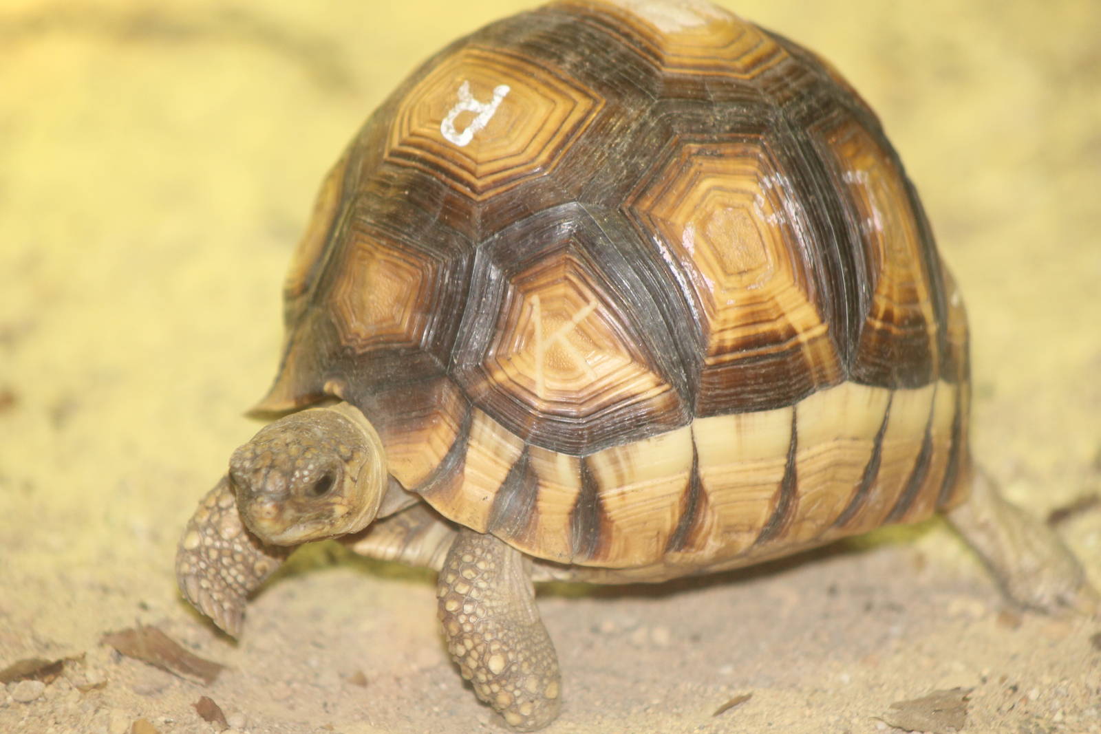 ploughshare tortoise