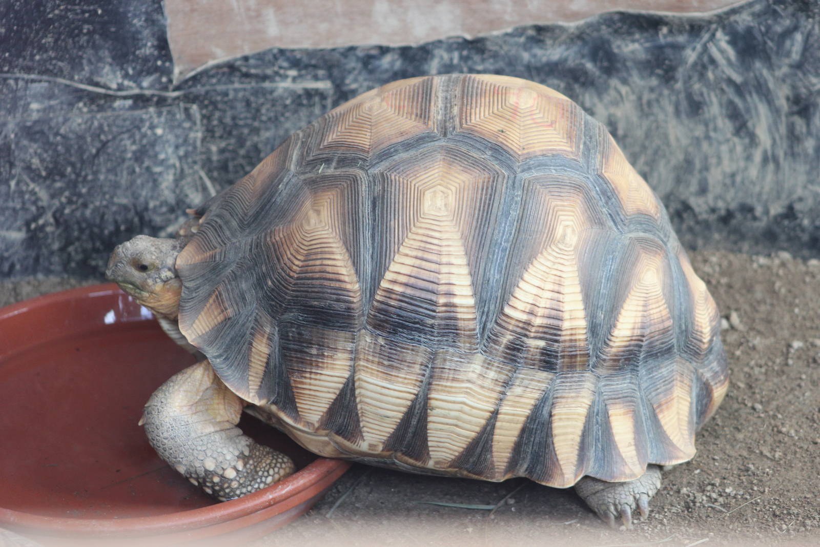 Ploughshare tortoise
