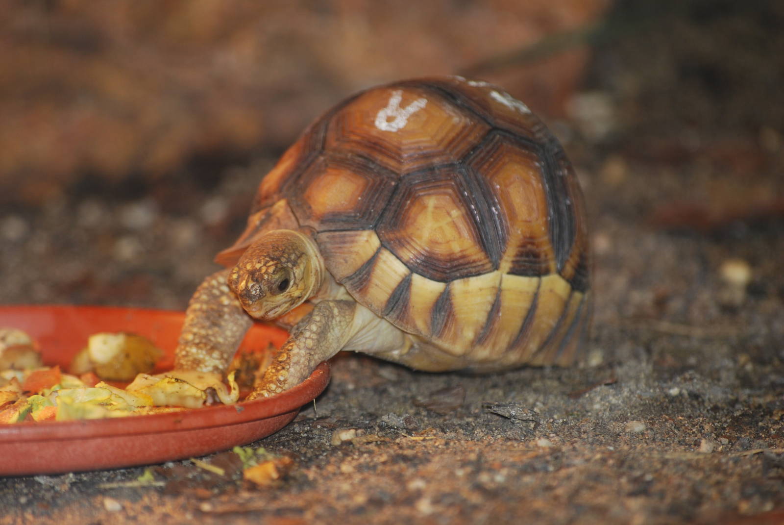 Ploughshare tortoise