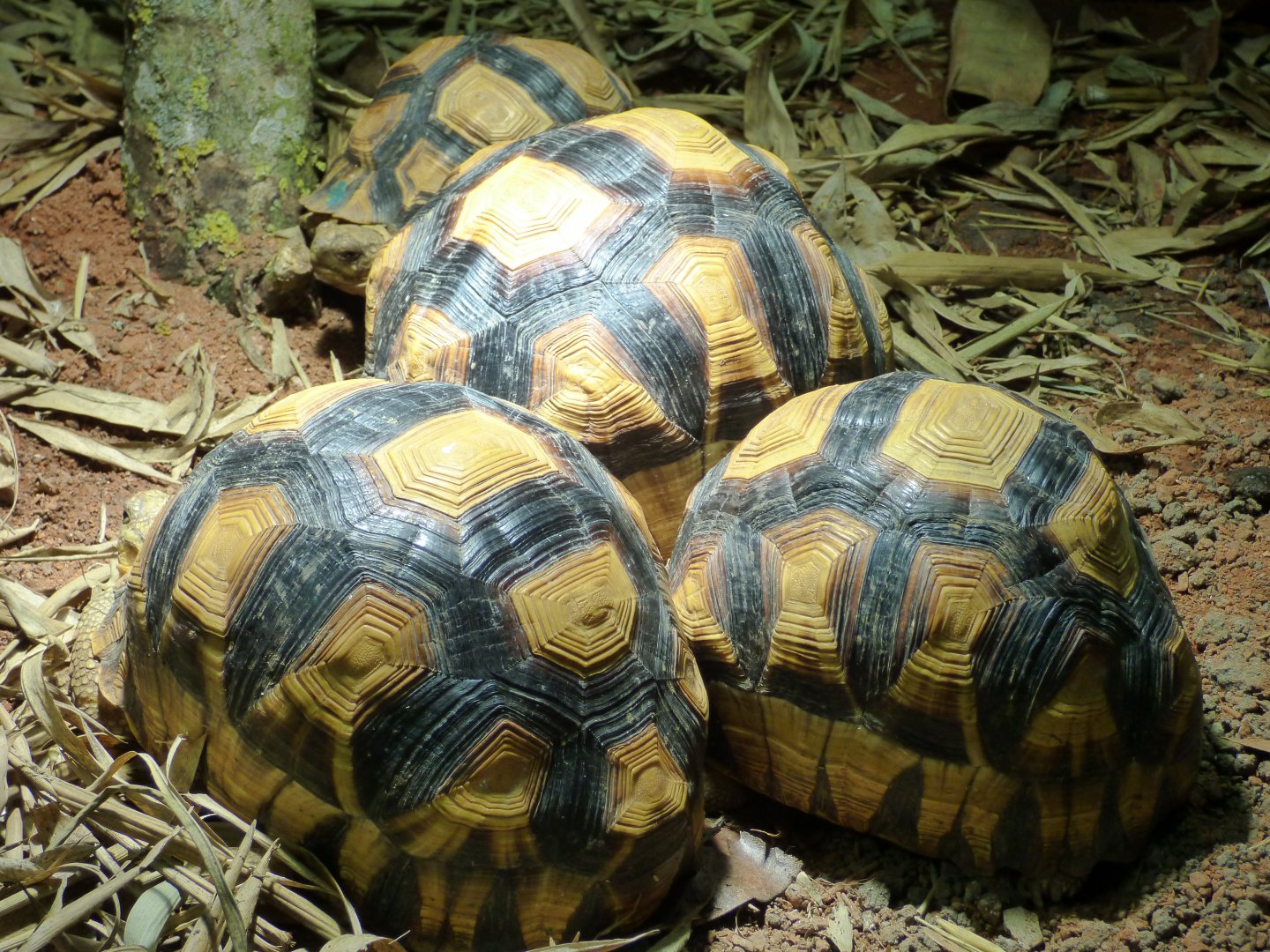 Ploughshare Tortoise