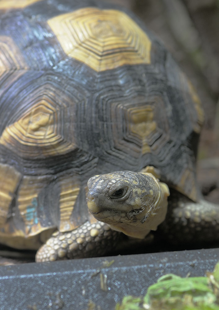 Ploughshare tortoise