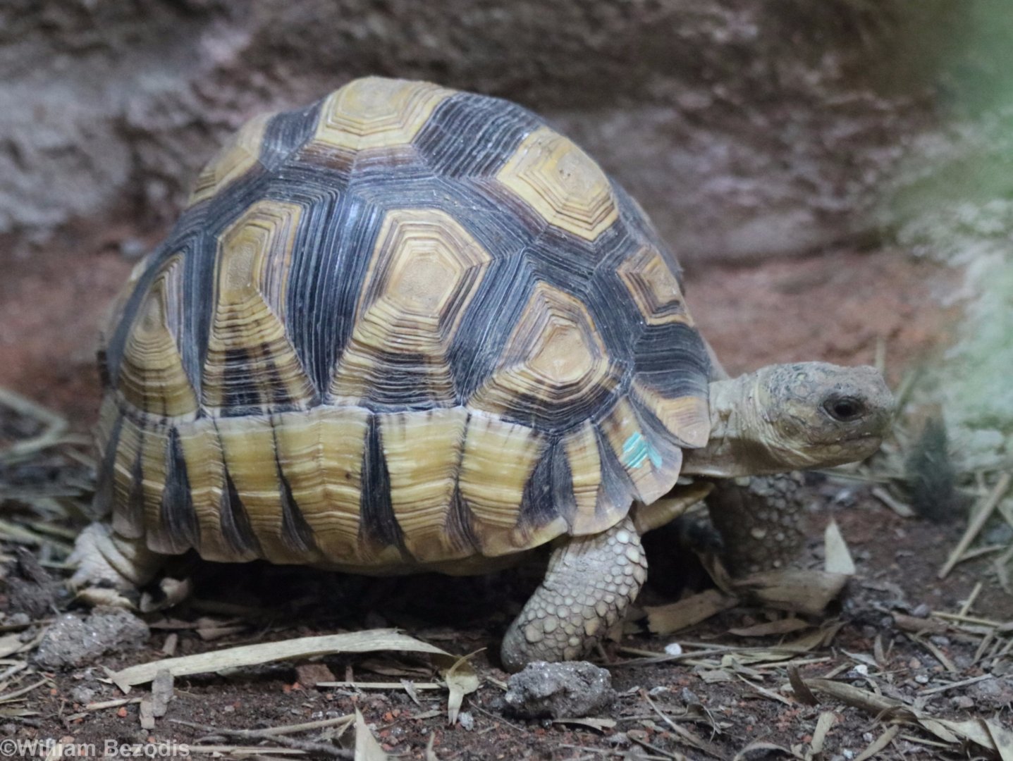 Ploughshare Tortoise