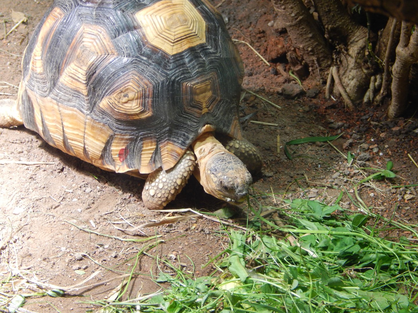 Ploughshare Tortoise