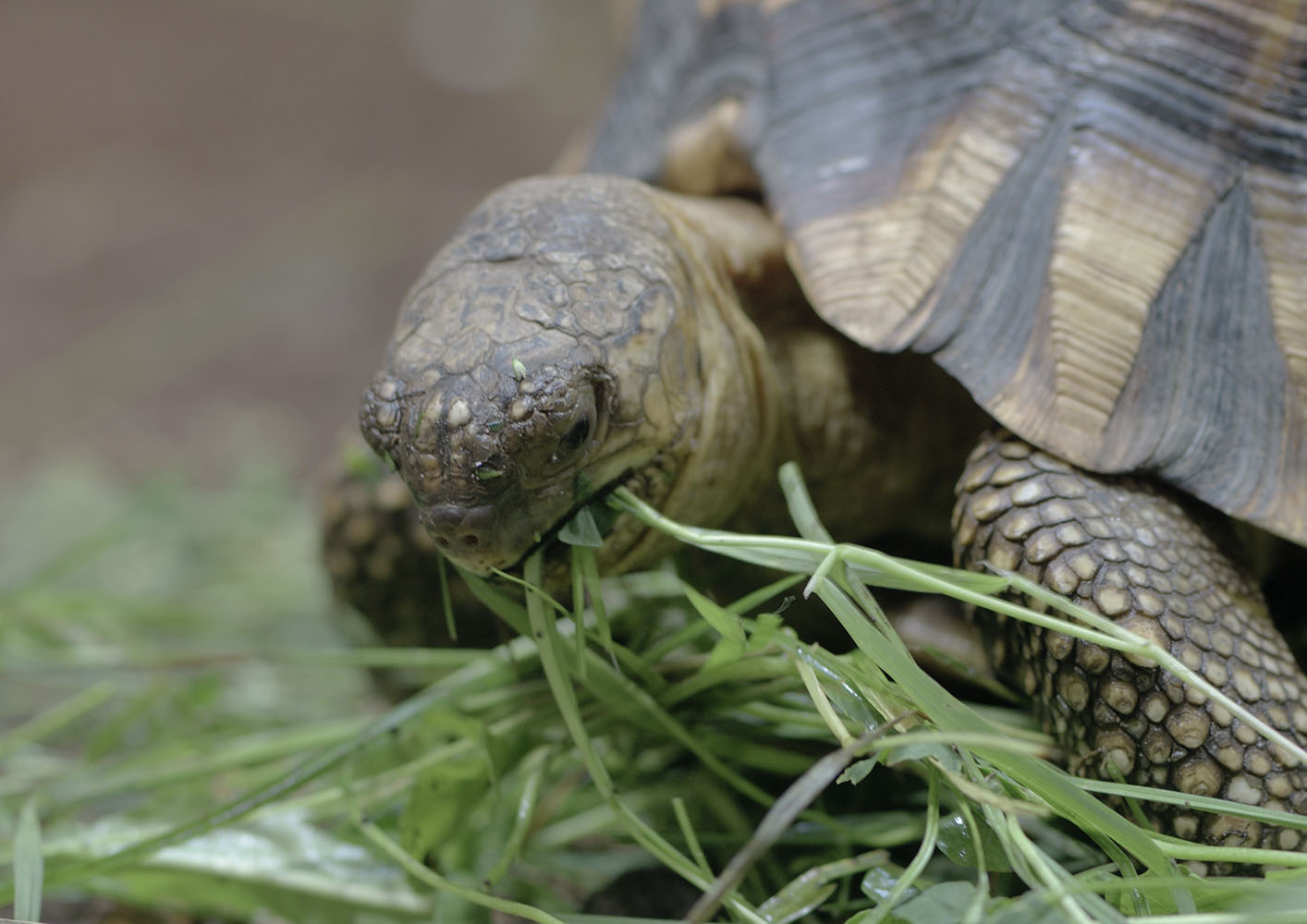 Ploughshare tortoise