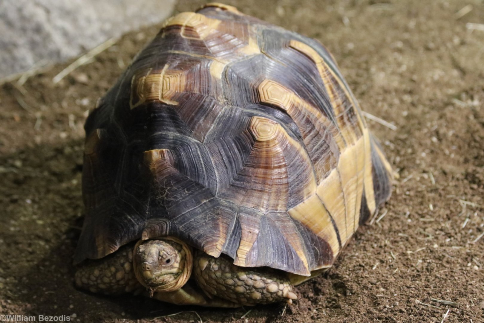 Ploughshare Tortoise