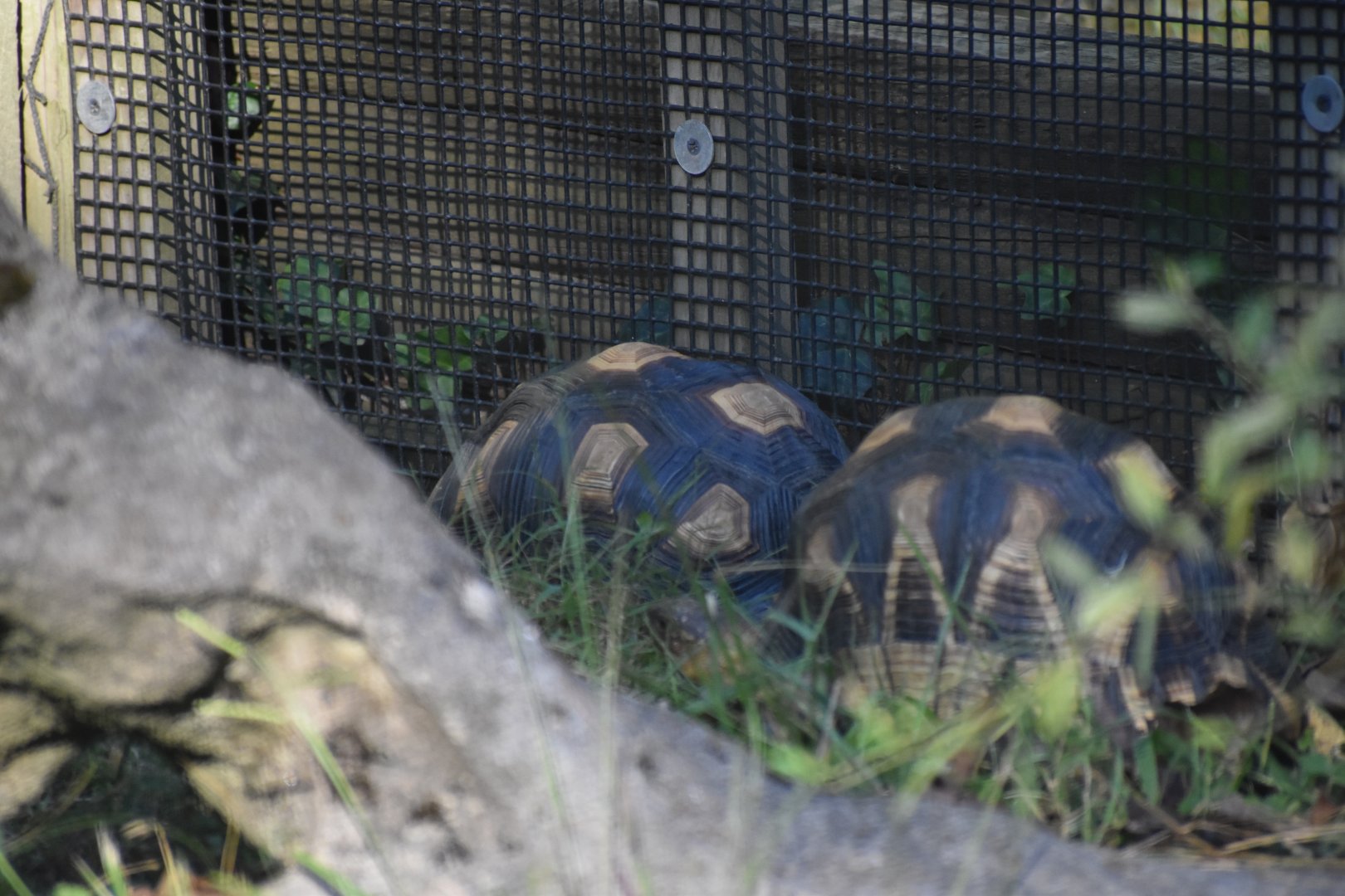 Ploughshare Tortoise