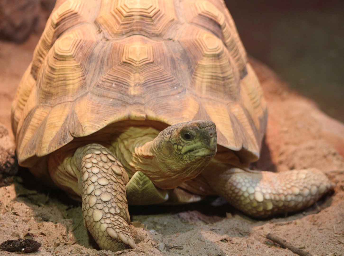 Ploughshare tortoise