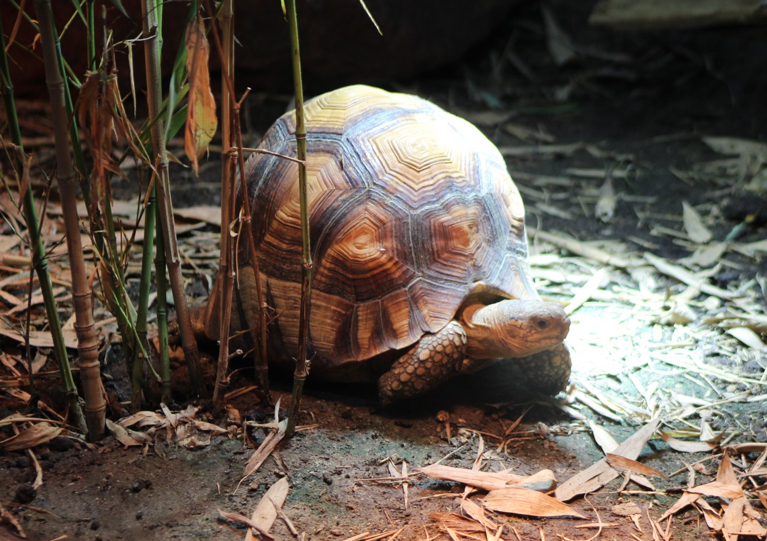 Ploughshare tortoise