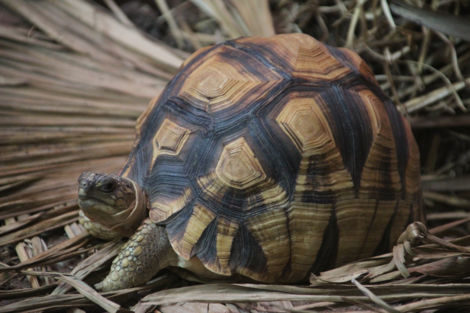Ploughshare Tortoise