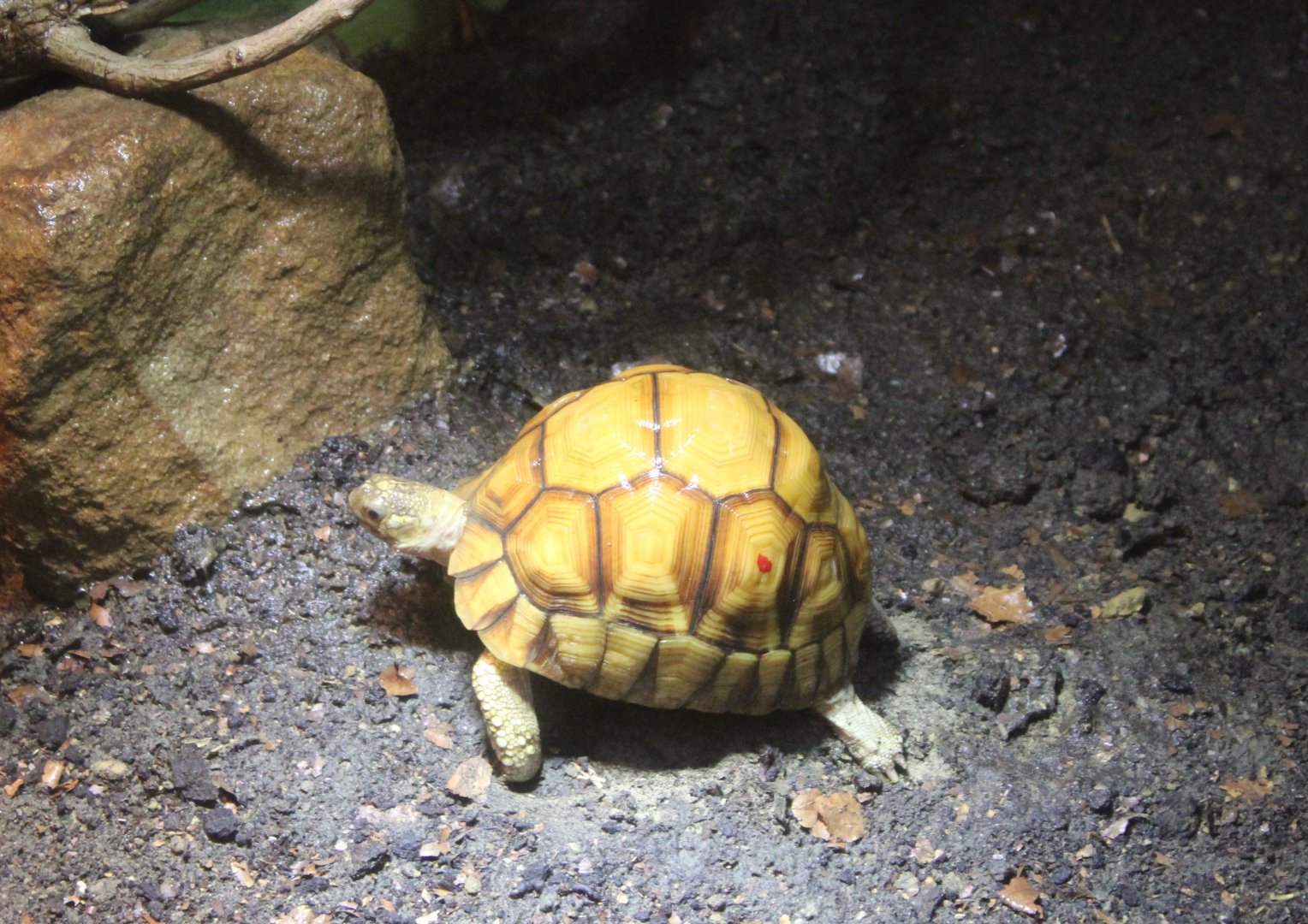 Ploughshare tortoise