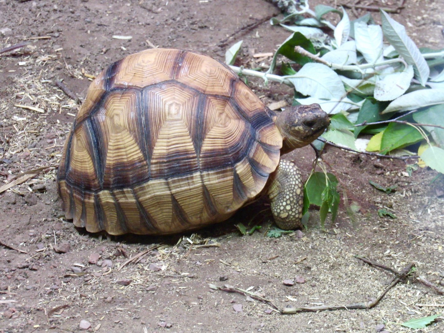Ploughshare Tortoise