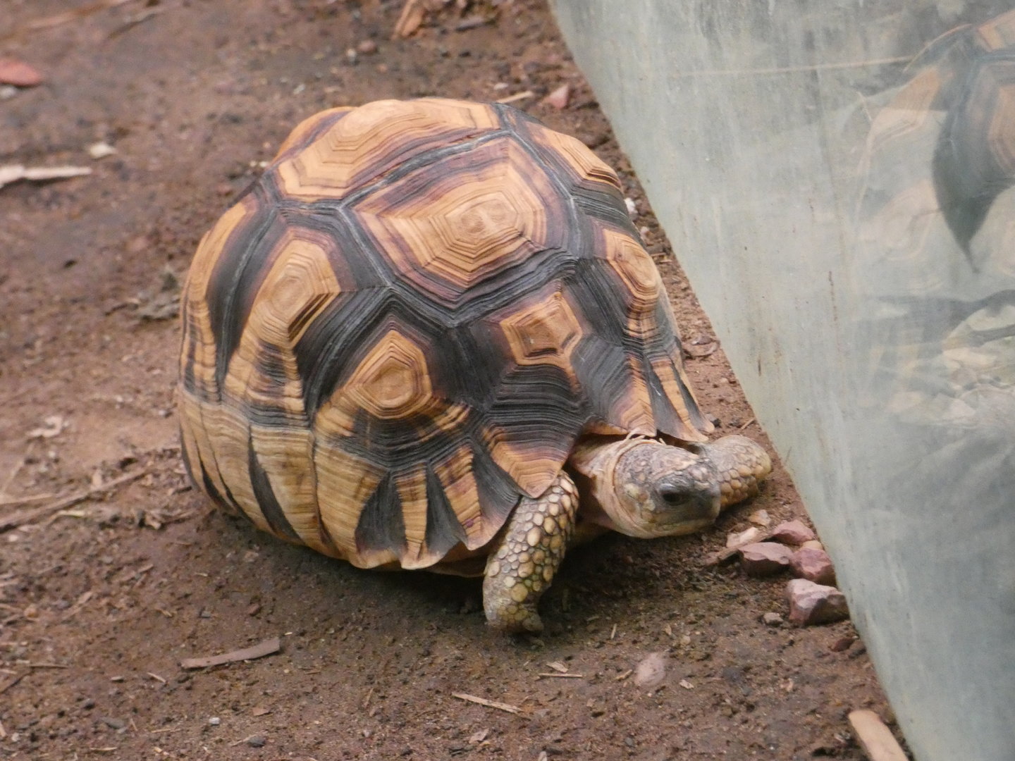 Ploughshare tortoise