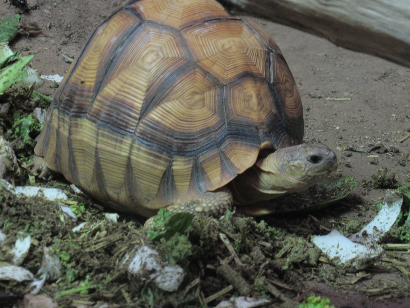 Ploughshare Tortoise