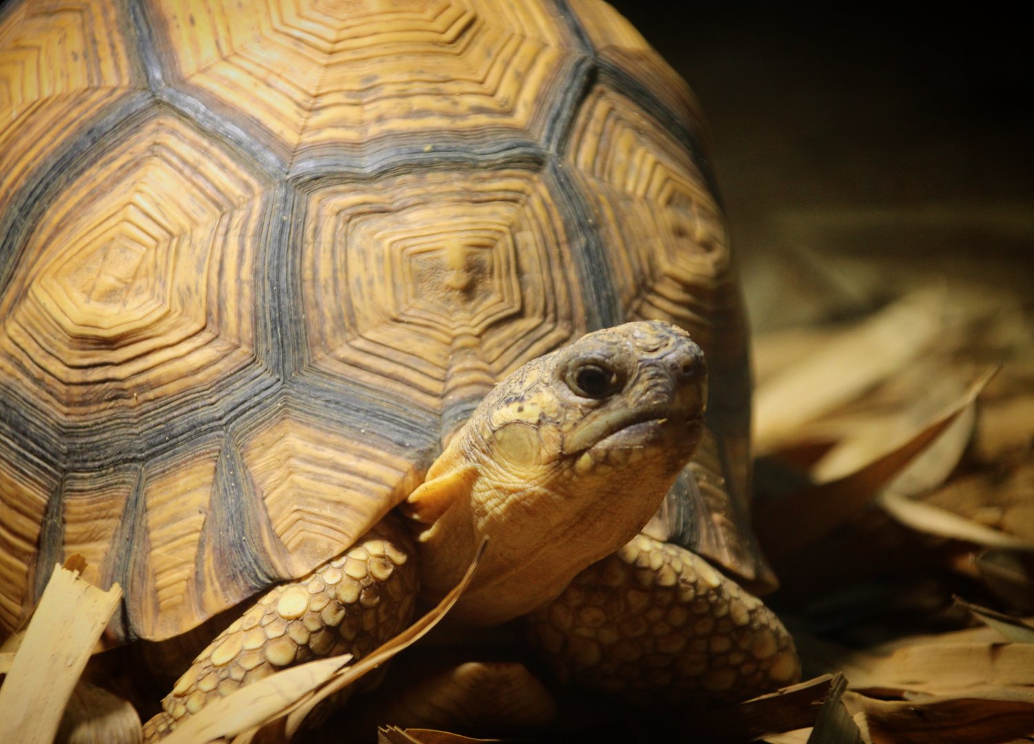 Ploughshare Tortoise