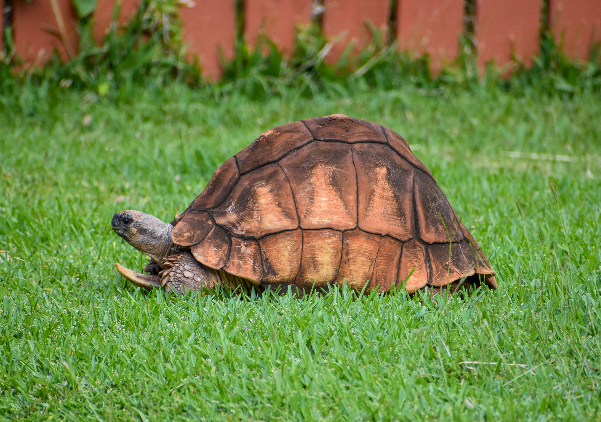 Ploughshare Tortoise