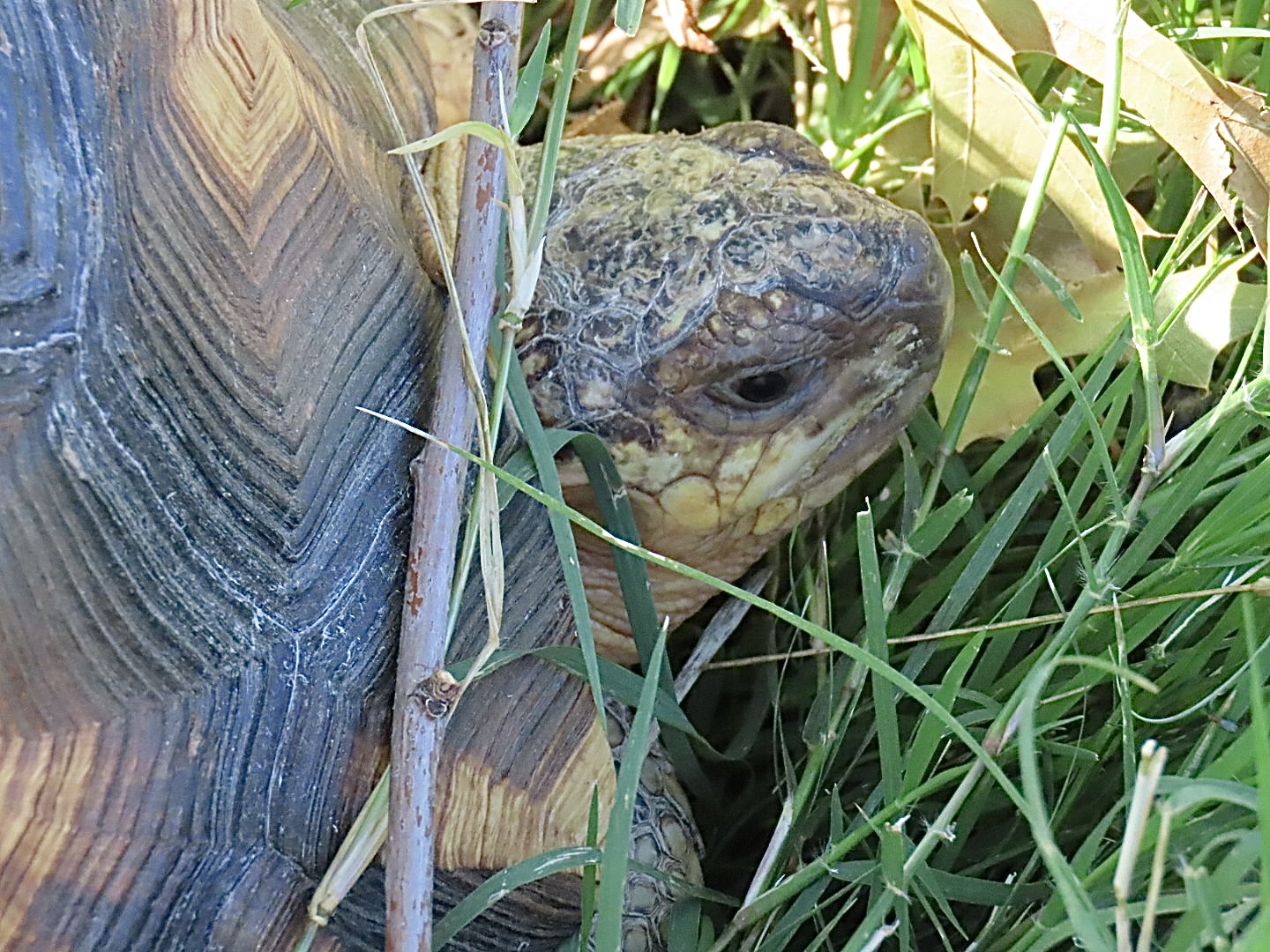 Ploughshare Tortoise