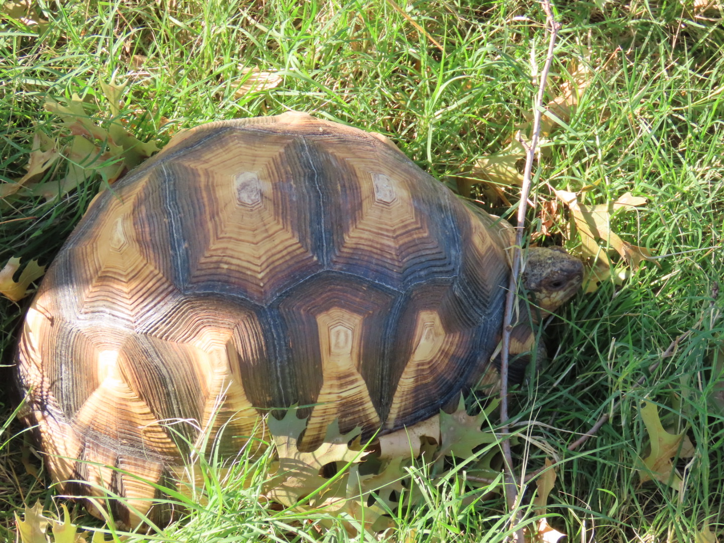 Ploughshare Tortoise