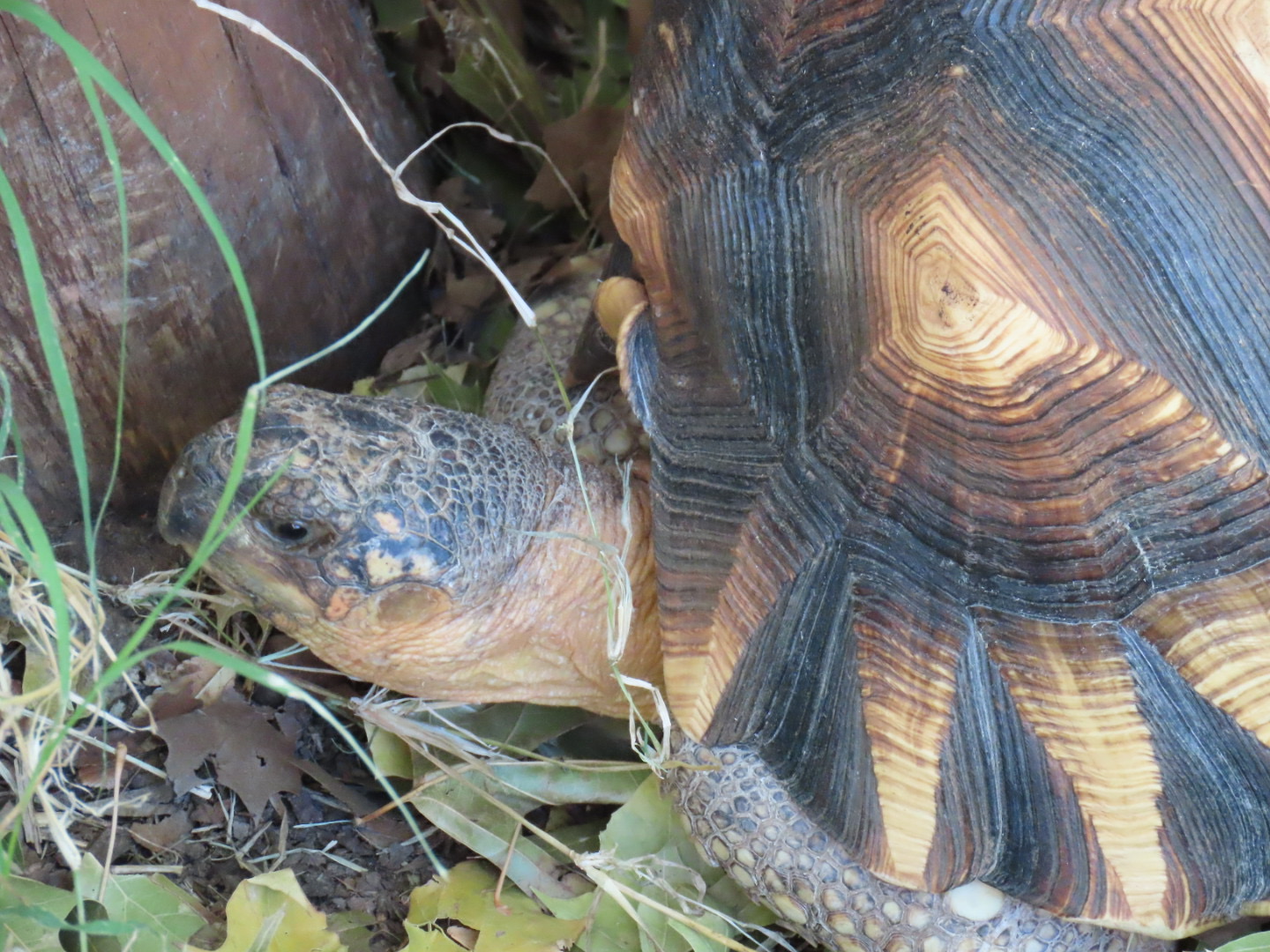 Ploughshare Tortoise