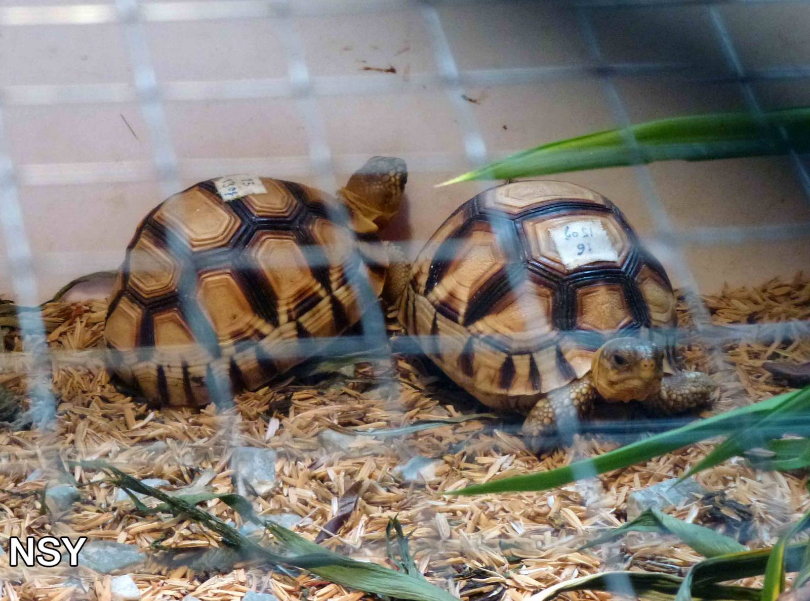 Ploughshare tortoises, 2013
