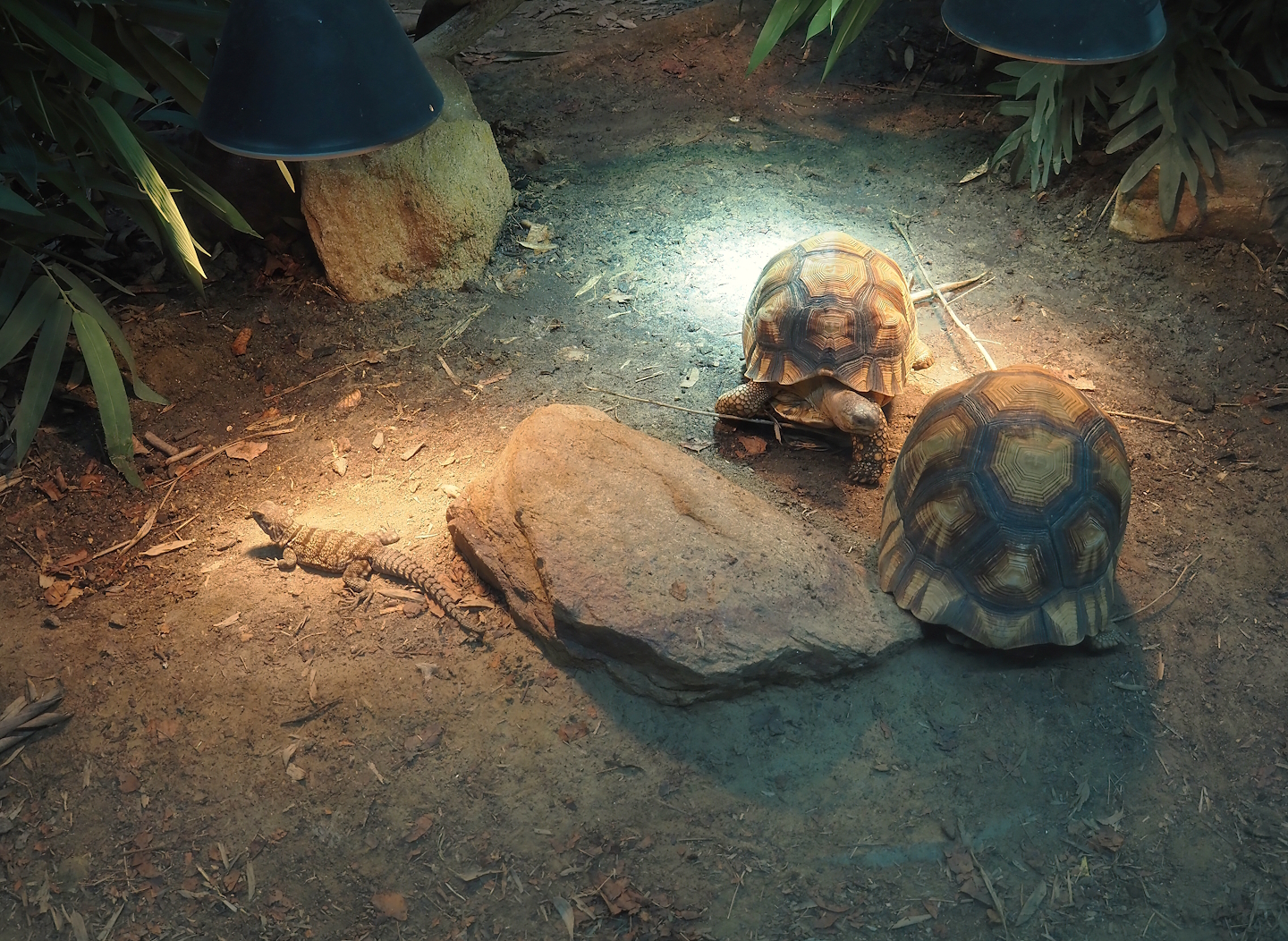 Ploughshare tortoises (Astrochelys yniphora) and Cuvier's madagascar swift (Oplurus cuvieri), 2024-06-30