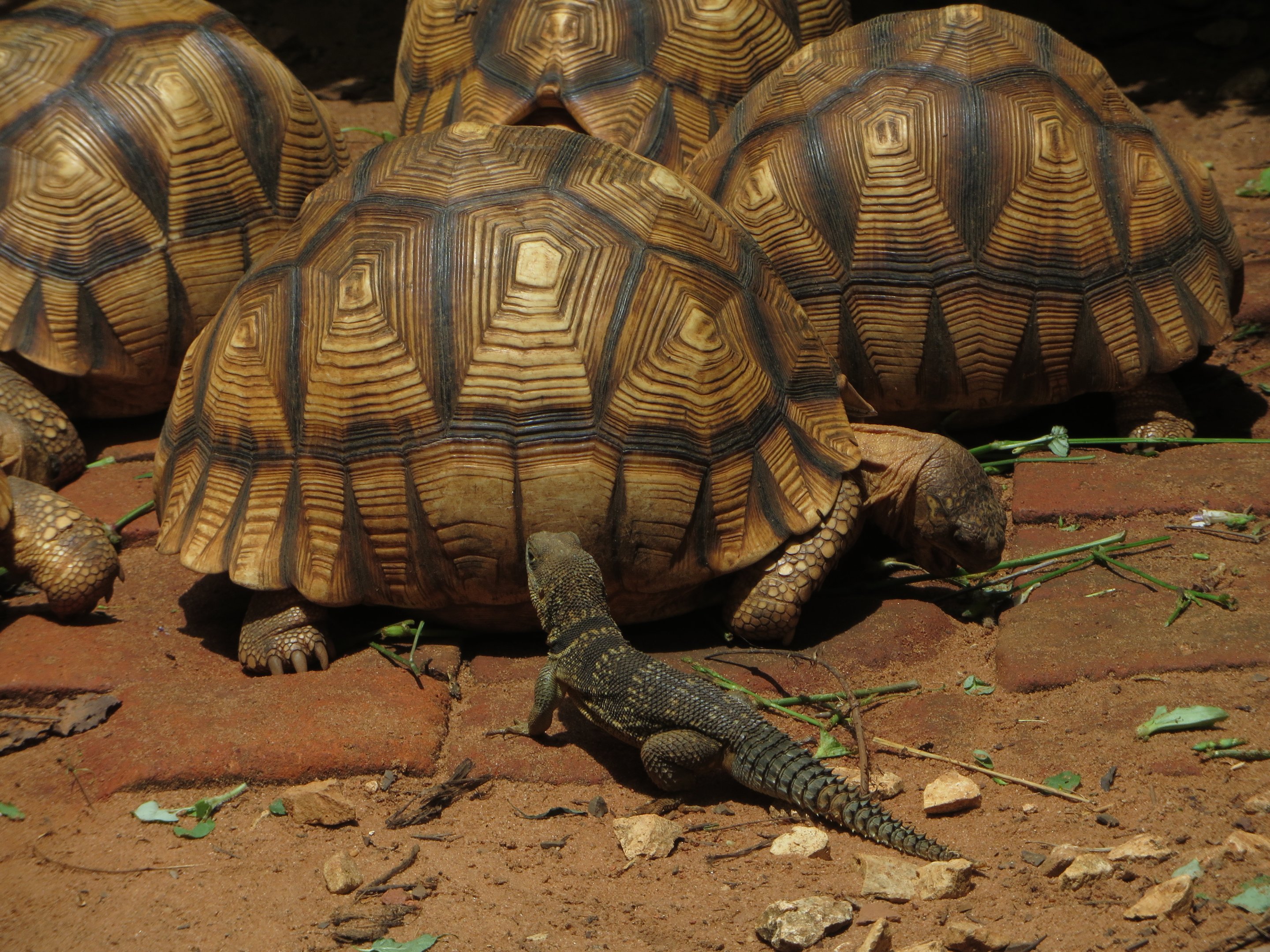 Ploughshare tortoises & wild Iguana at Durrell's Ampijoroa breeding facility