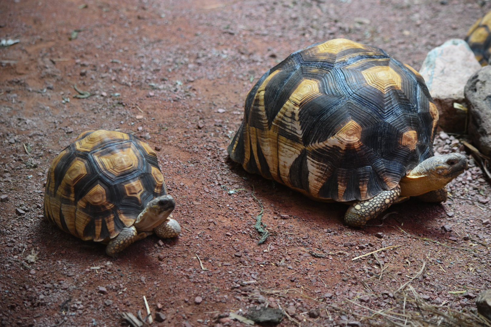 Ploughshare Tortoises