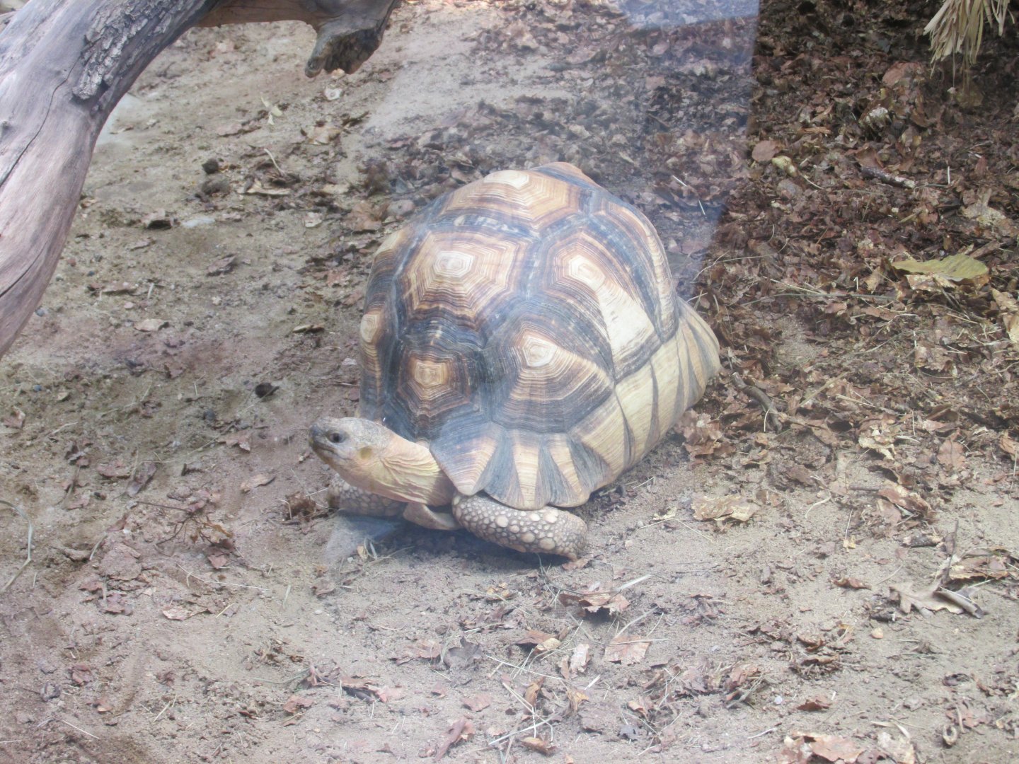 ploughshore tortoise