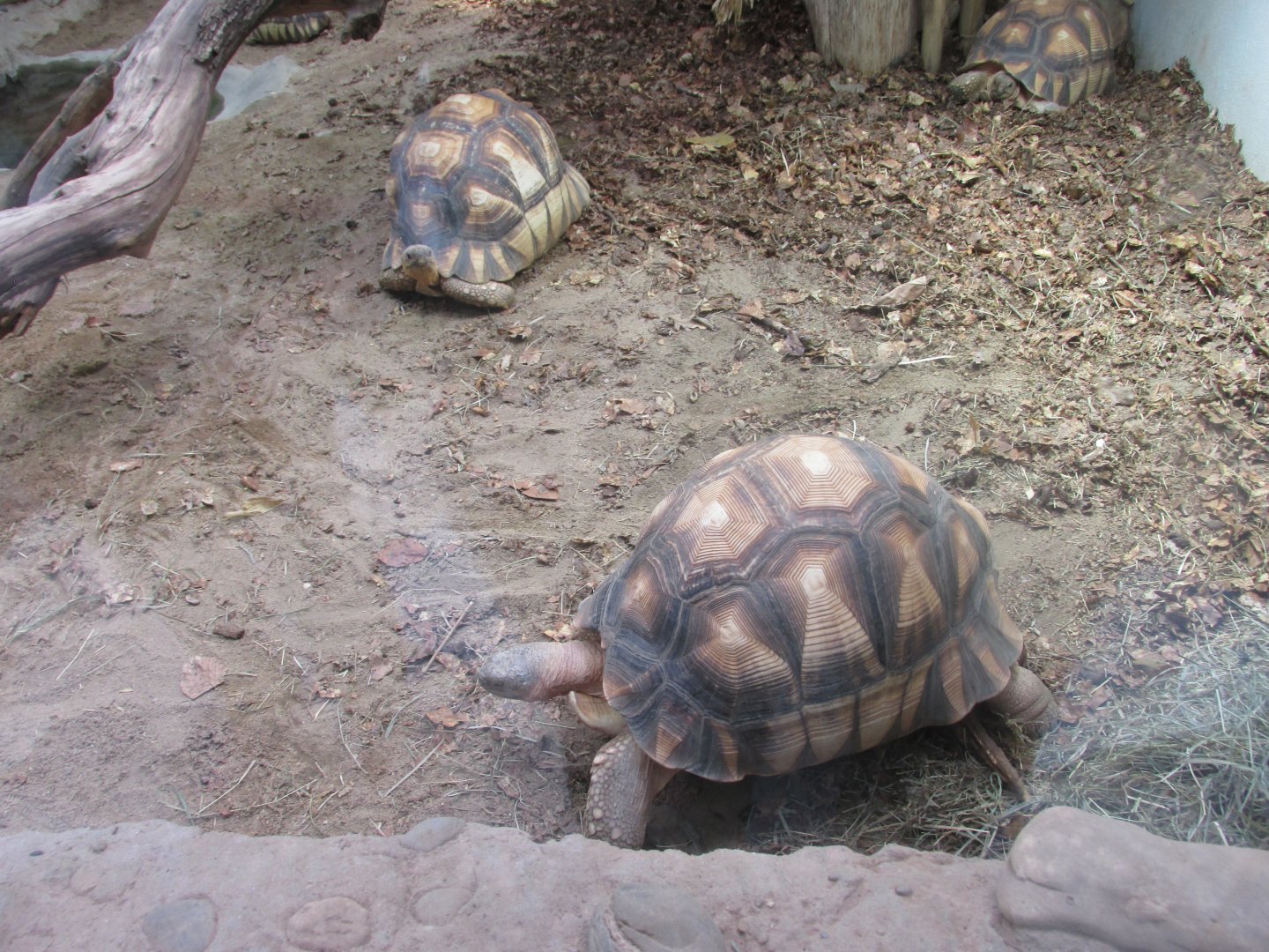 ploughshore tortoises