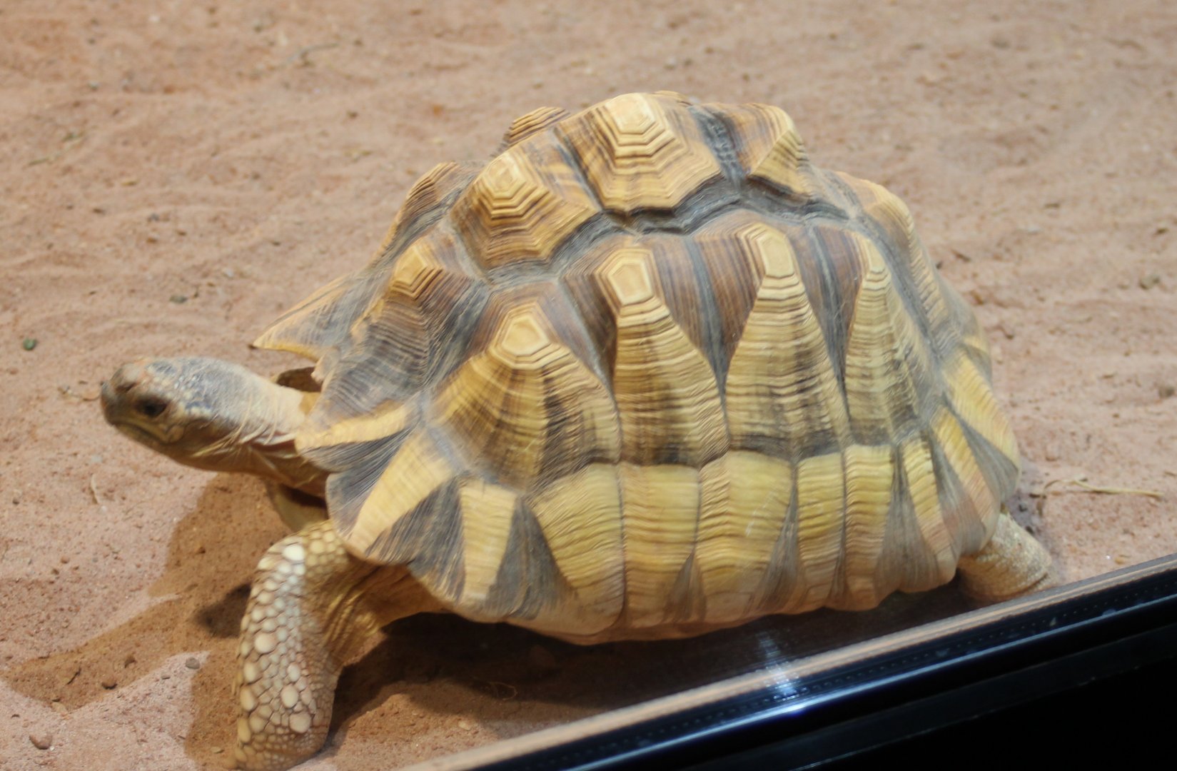 Plougshare tortoise