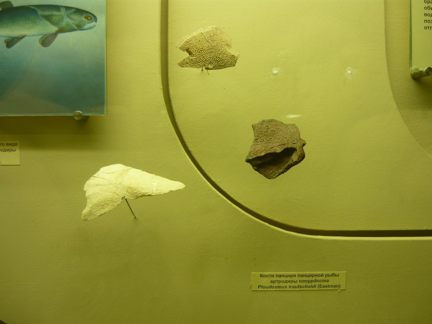 Plourdosteus trautscholdi armour fragments