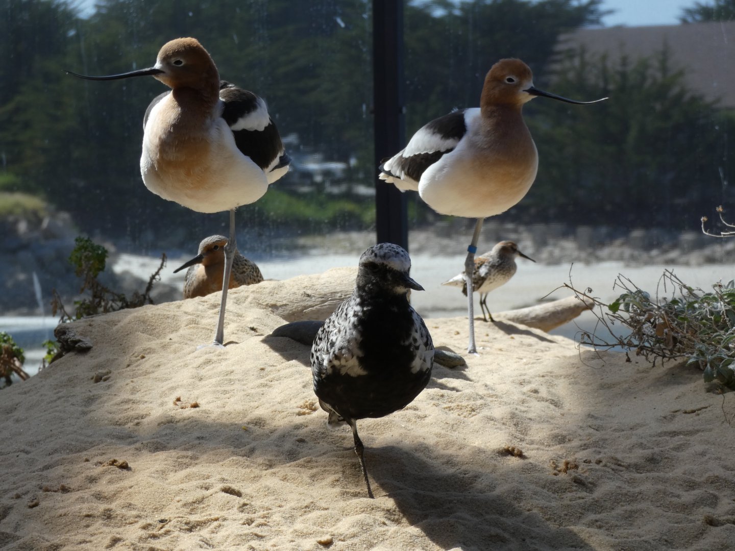 Plover and posse