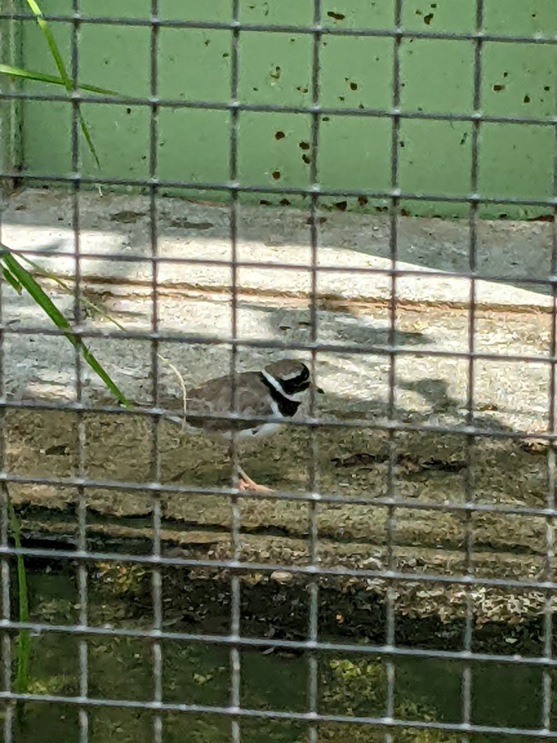 Plover ID (Voliere Mythenquai)