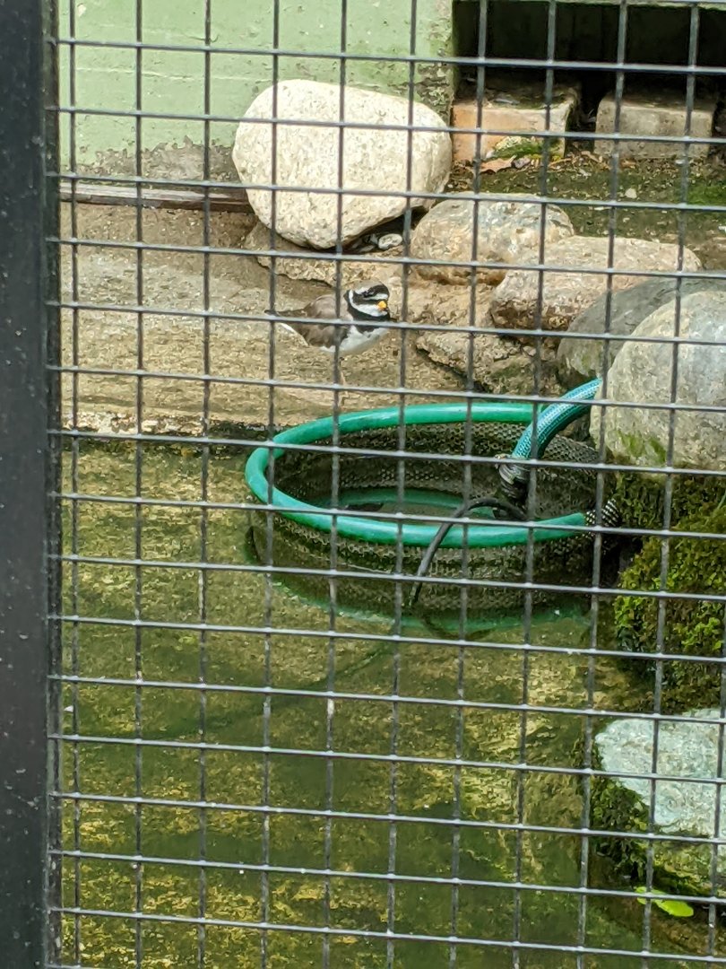 Plover ID - Voliere Zurich