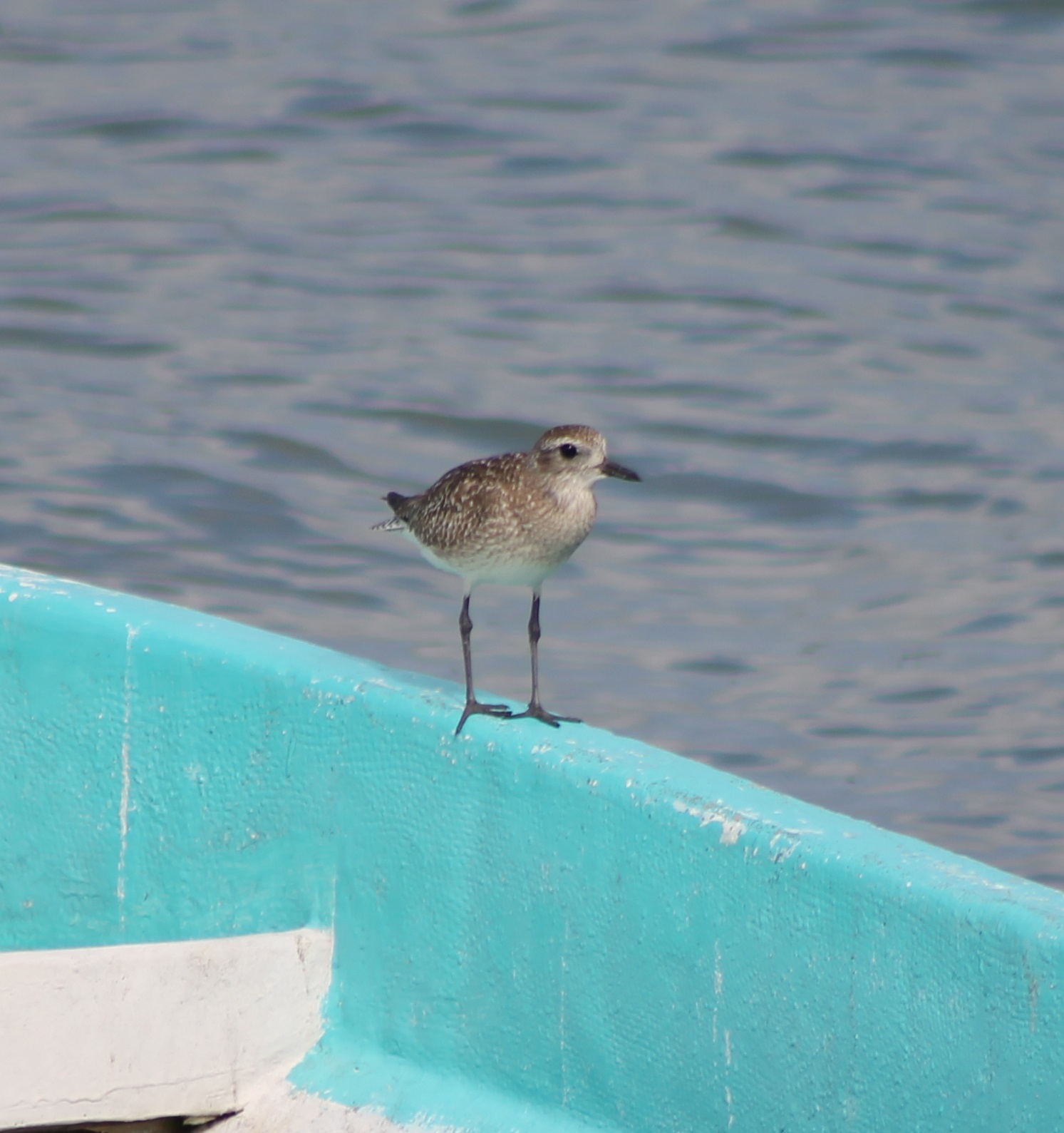 Plover ID