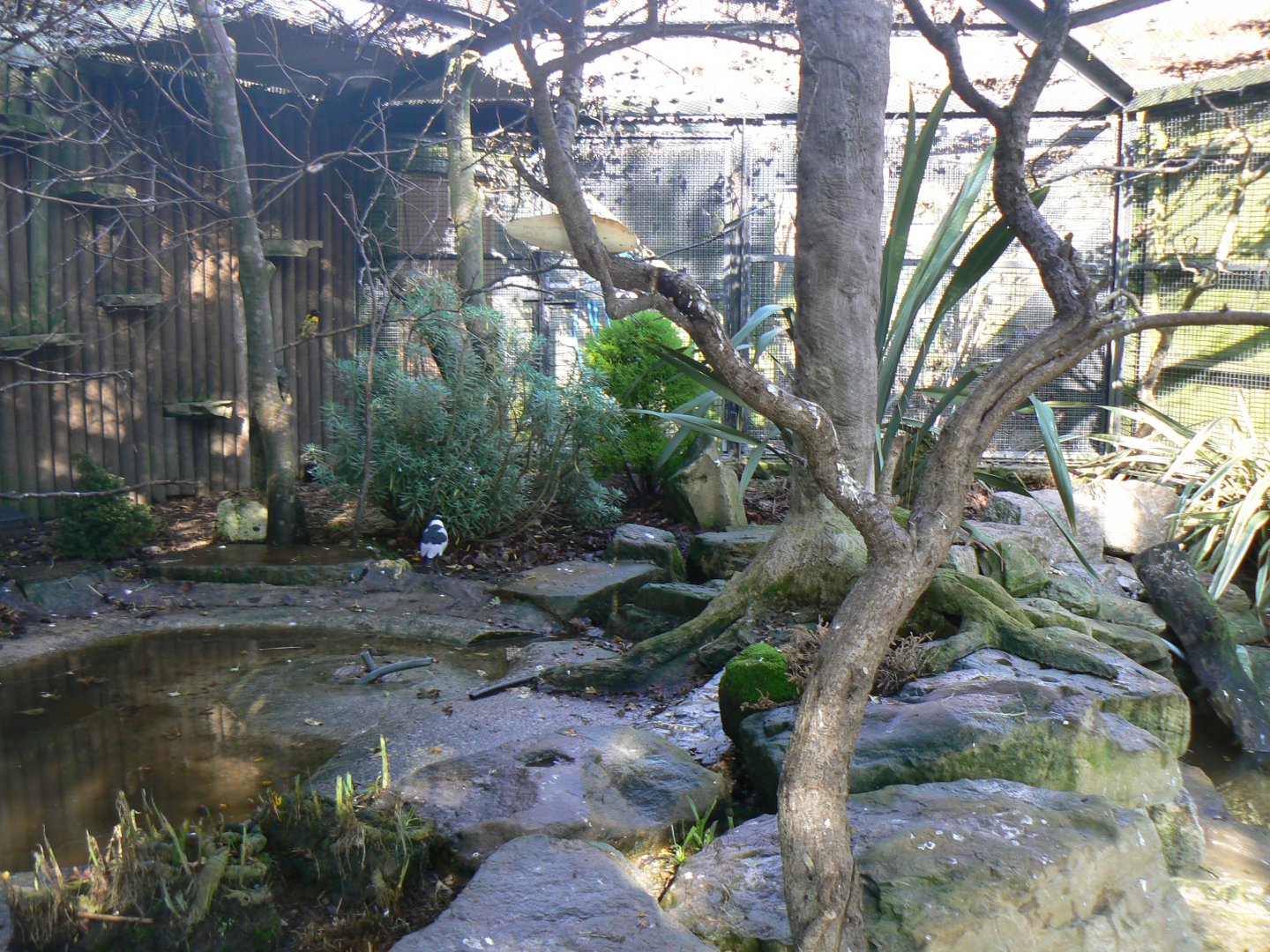 Plover/Teal/Weaver/Finchbill Aviary - 15 October 2017