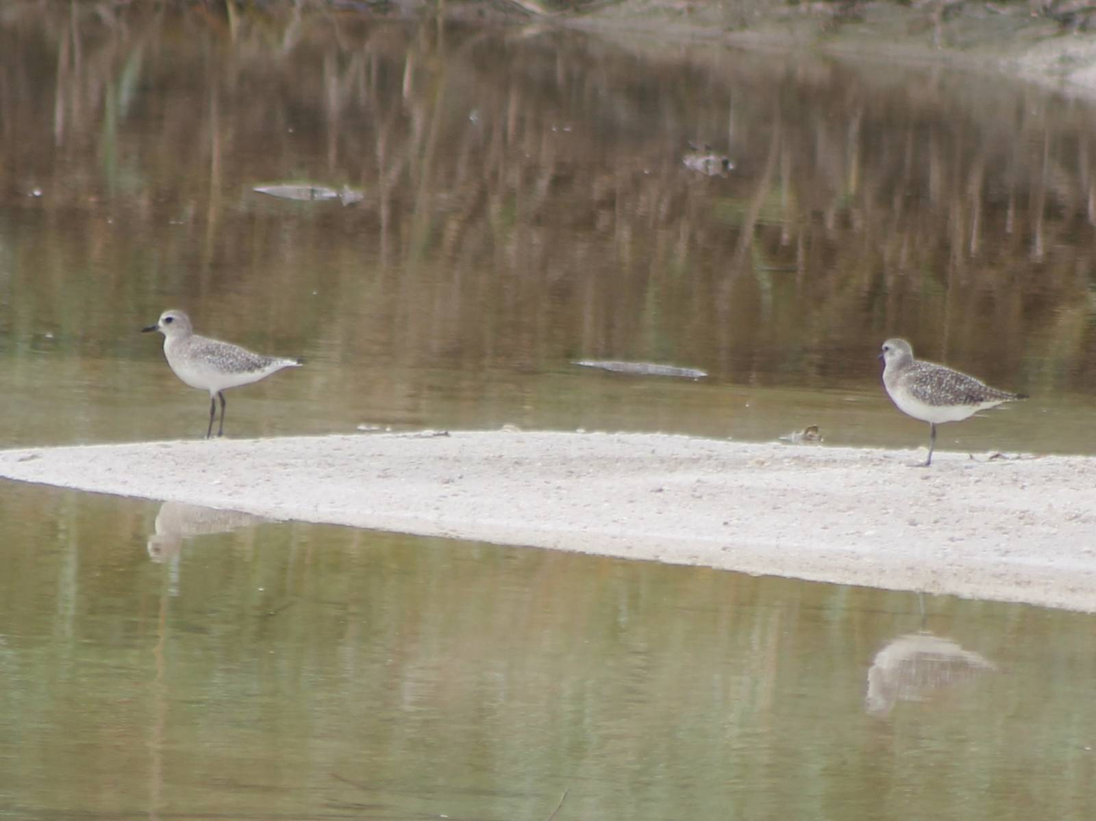 Plovers ID
