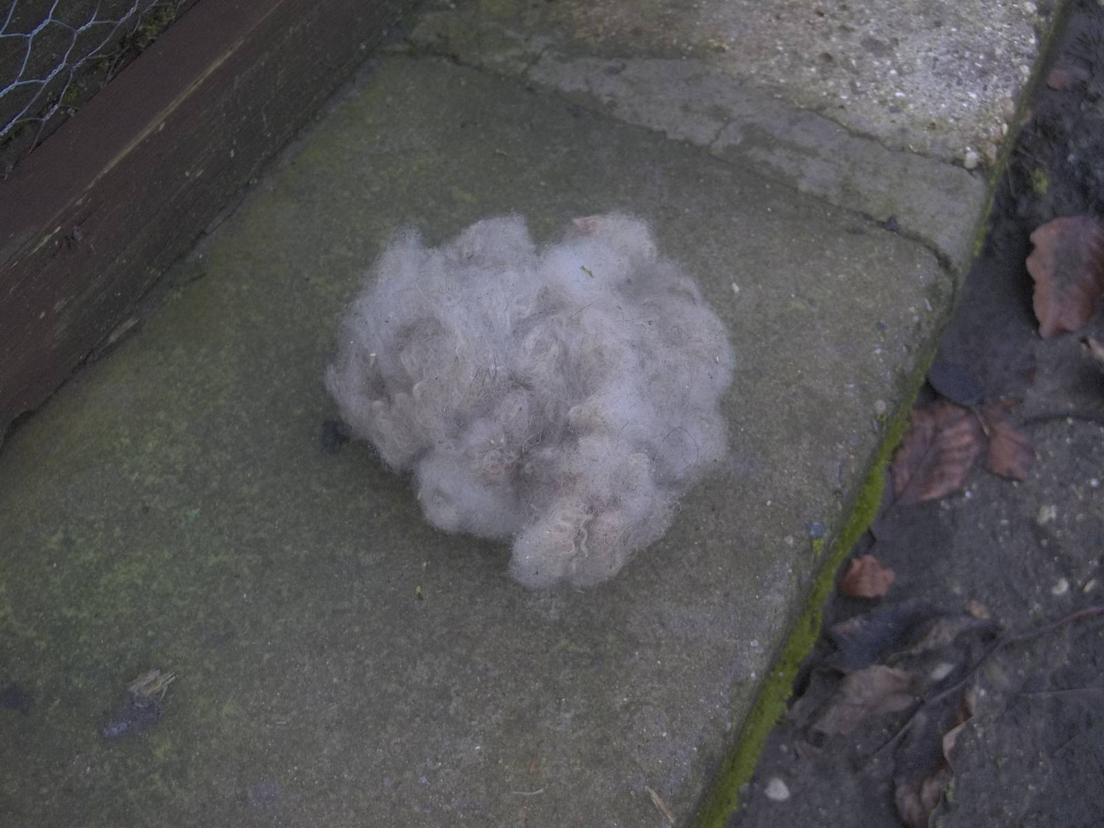 Plucked from Florrie by Keeper Ed, 7th February 2015