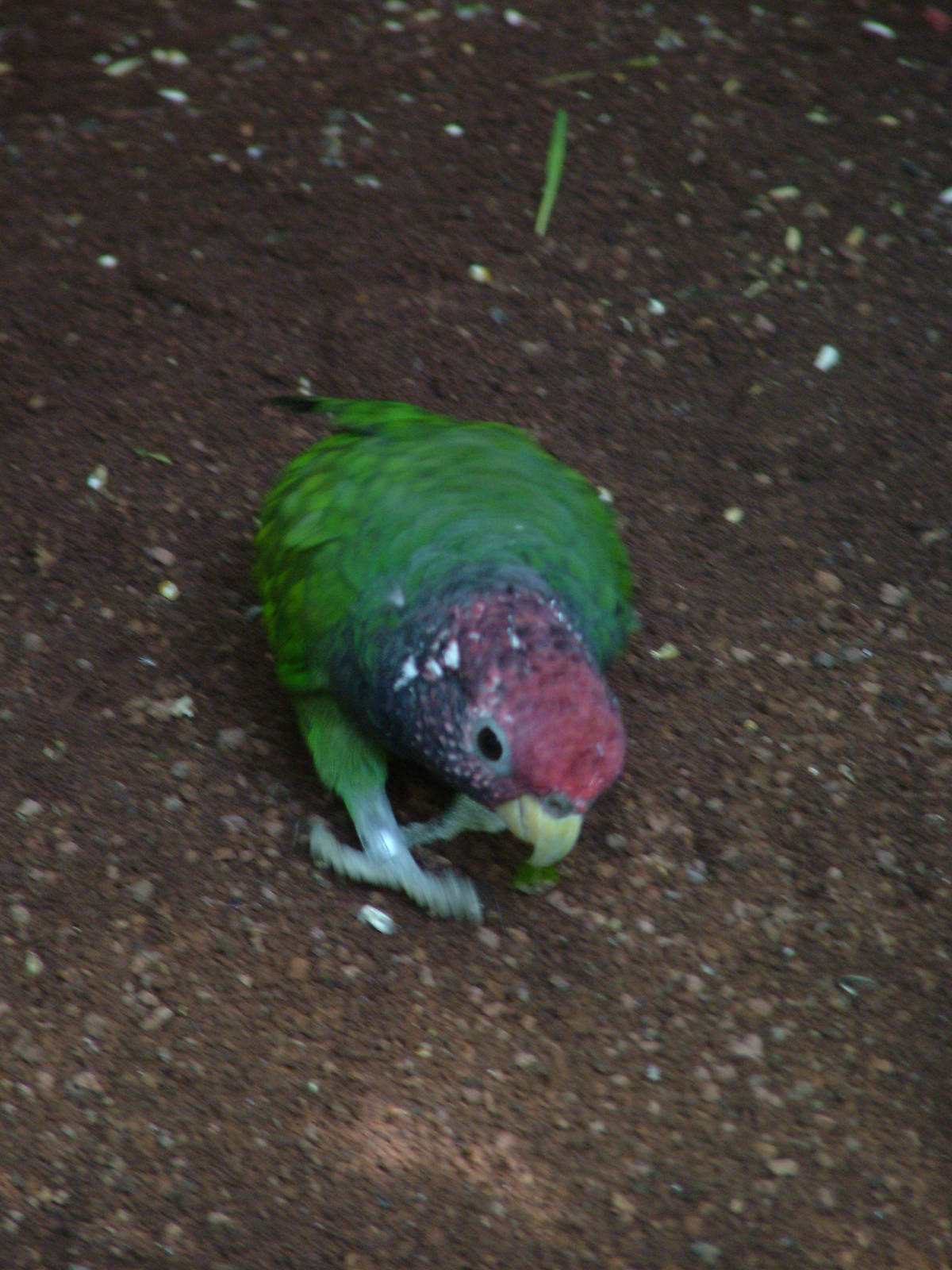 Plum-crowned Parrot at Loro Parque, 08/11/10