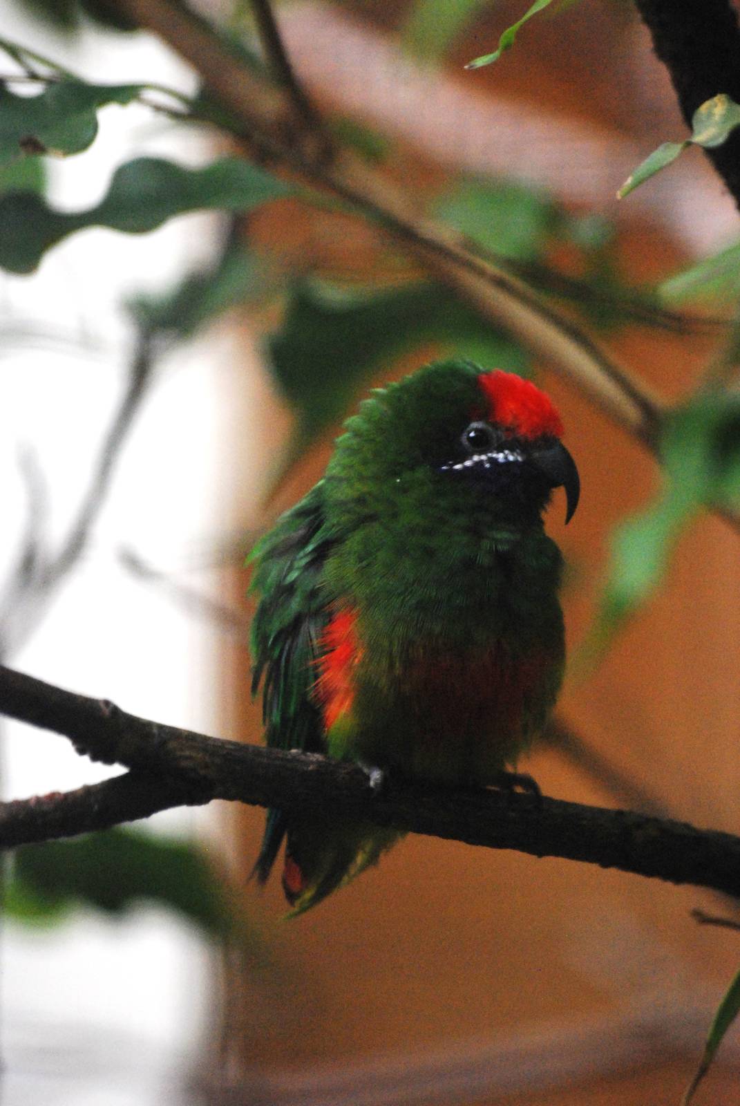 Plum-faced Lorikeet at Walsrode, 22/03/13