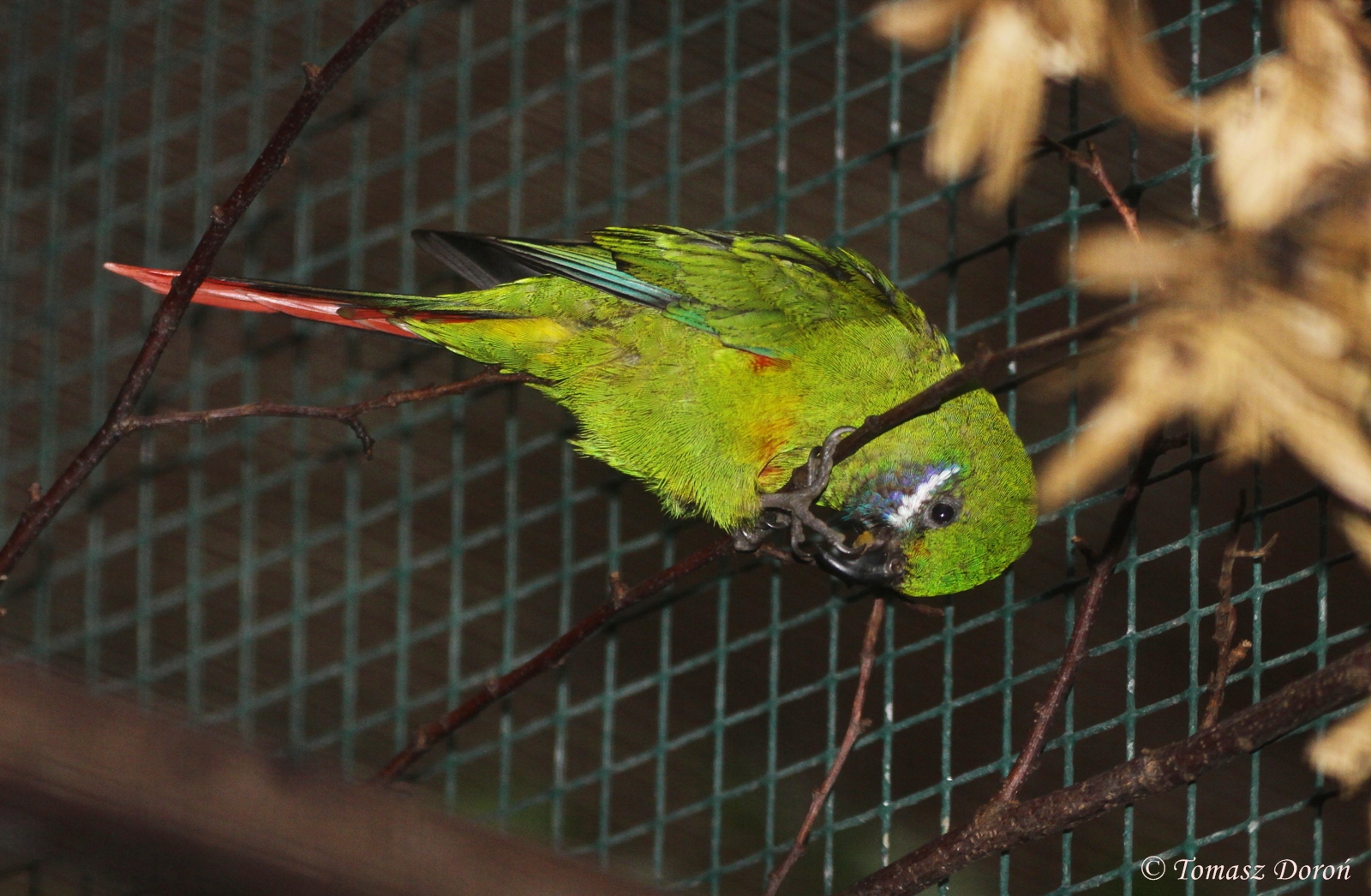 Plum-faced Lorikeet (Oreopsittacus arfaki) female