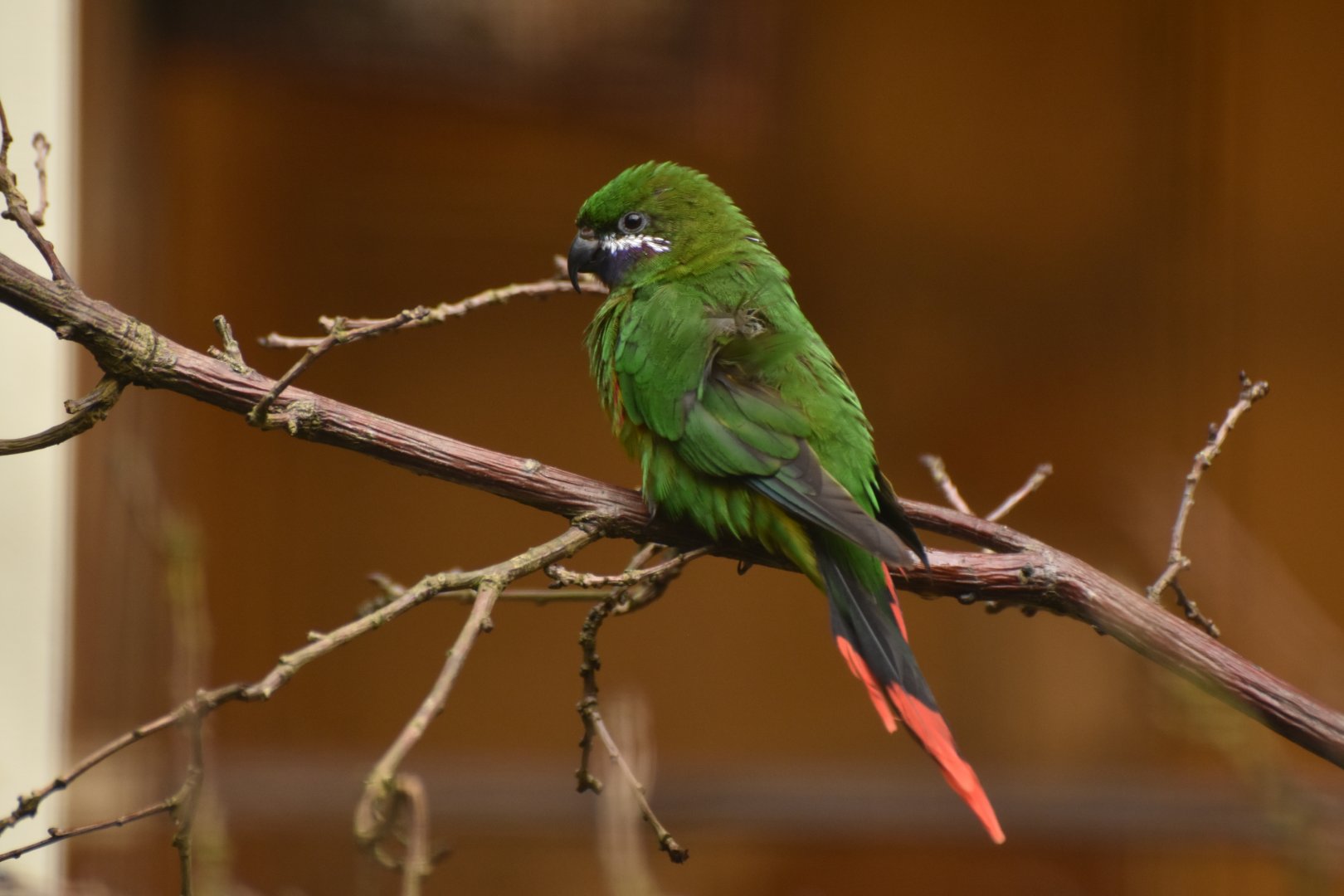 Plum-faced Lorikeet Oreopsittacus arfaki