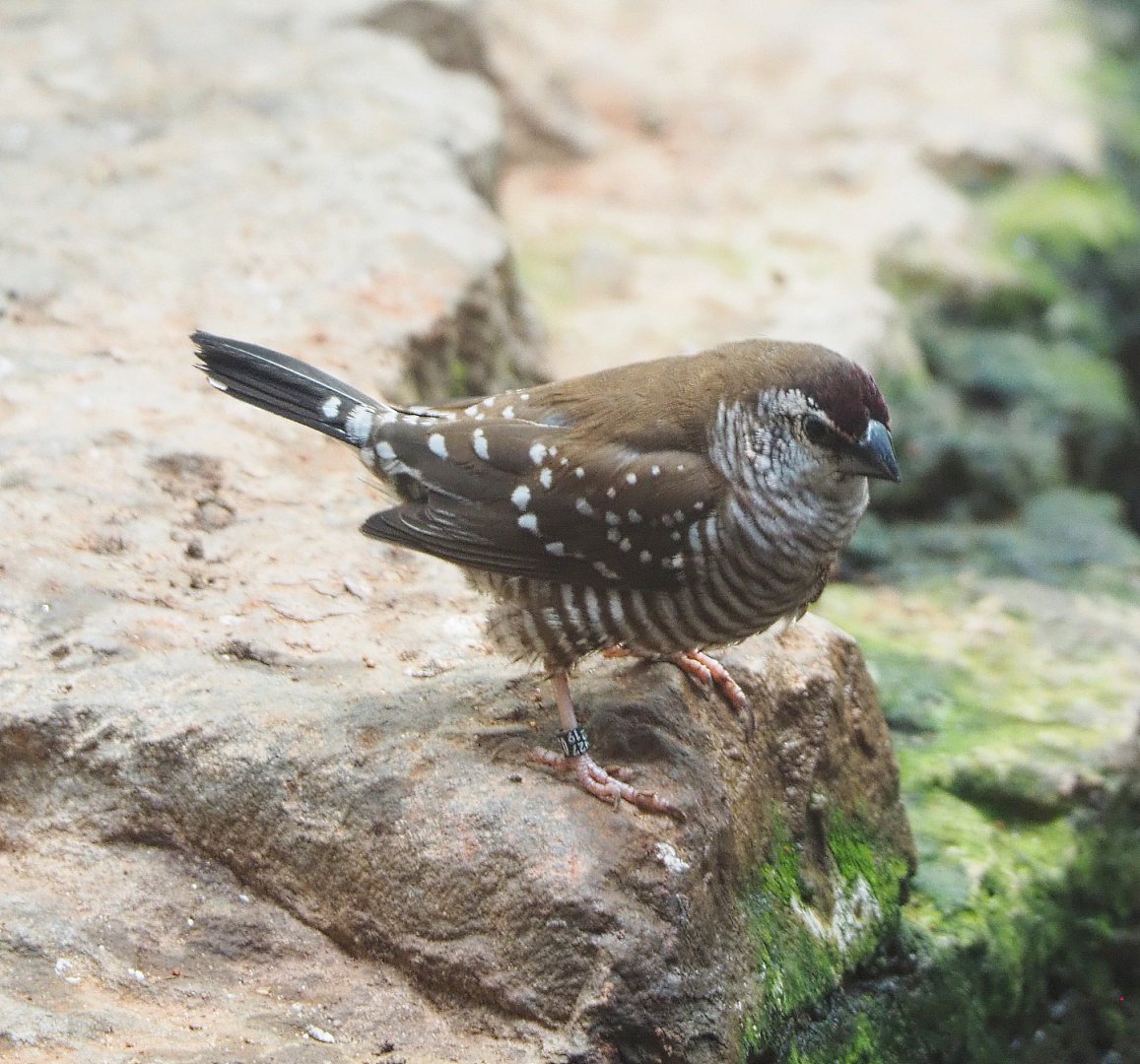 Plum-headed finch (Aidemosyne modesta), 2022-05-26