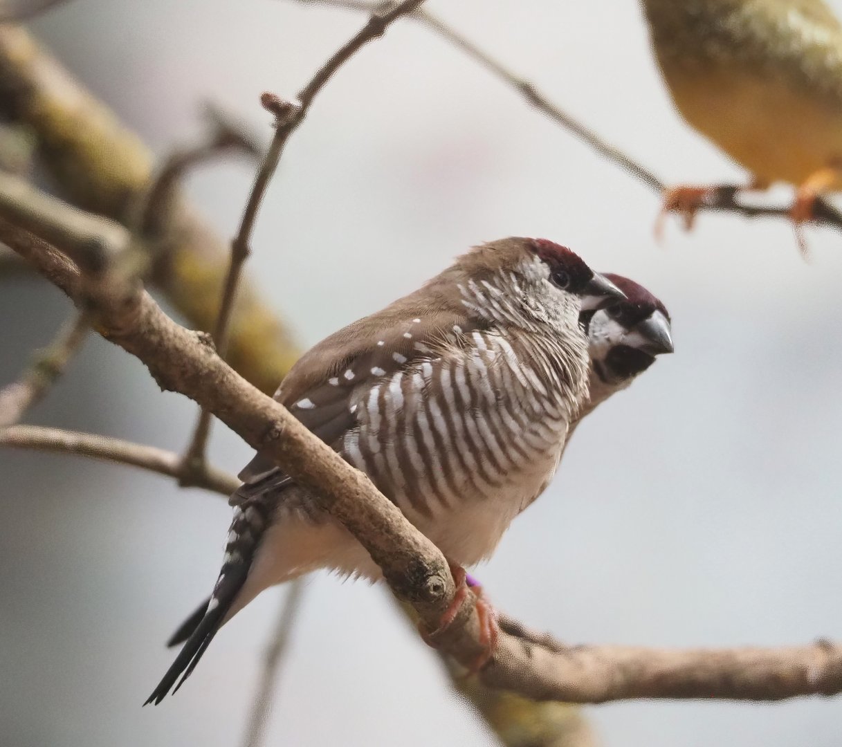 Plum-headed finch (Aidemosyne modesta), 2023-07-02