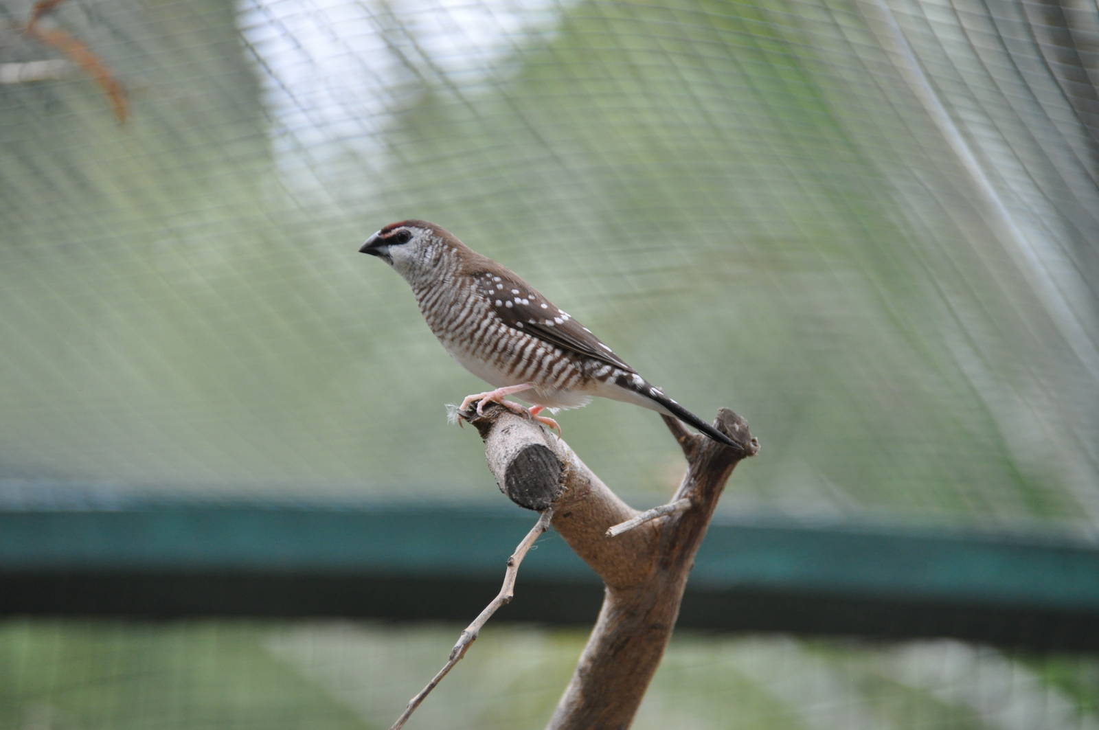 Plum-headed finch/ Aidemosyne modesta